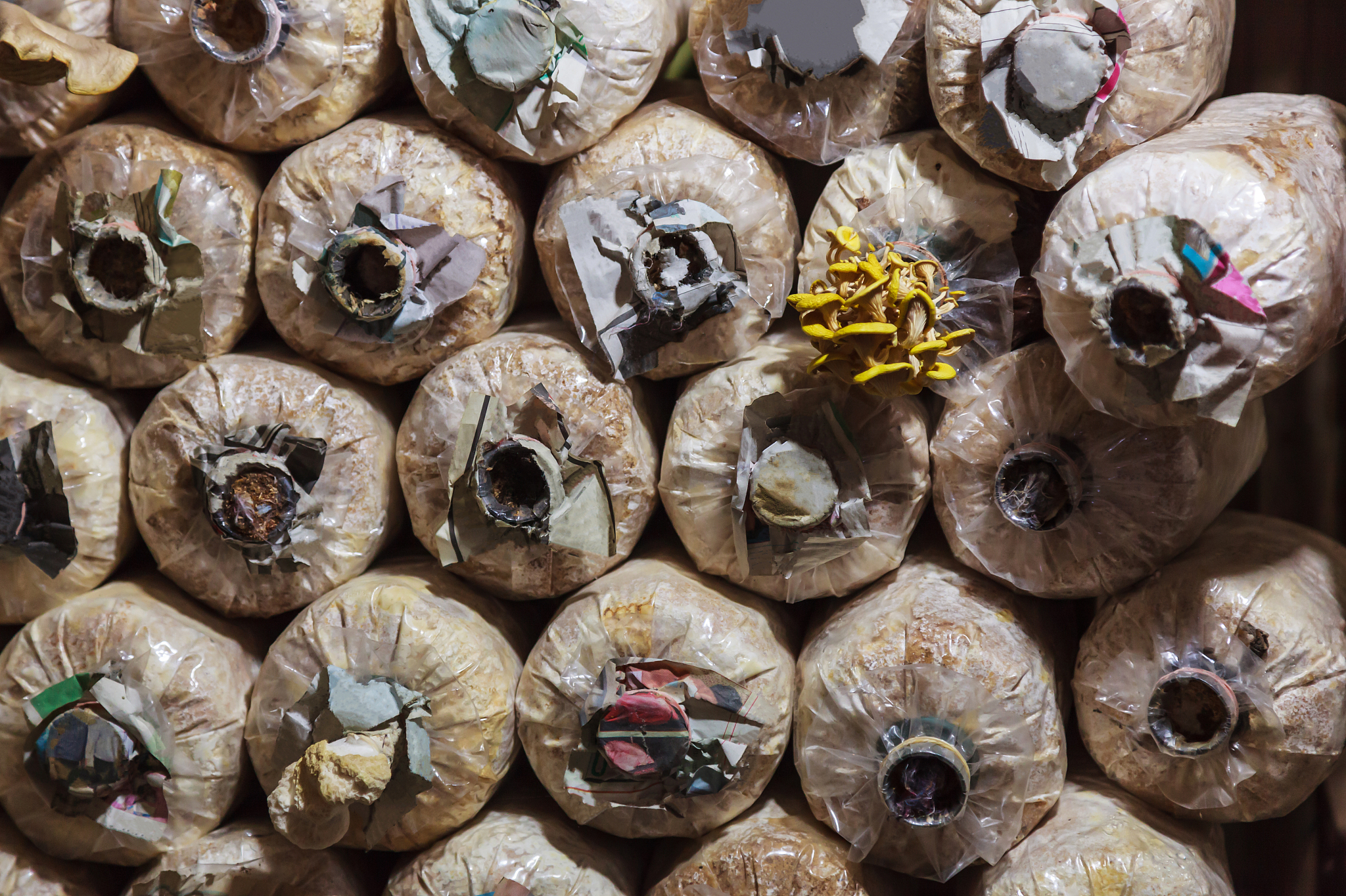 固态发酵虫草菌菌丝体工艺流程及设备选型指南