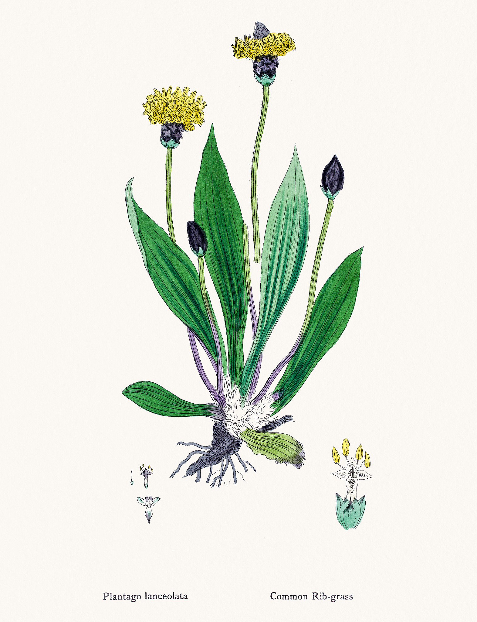 Abrus cantoniensis Hance: Chicken Bone Grass - Uses, Benefits, and More