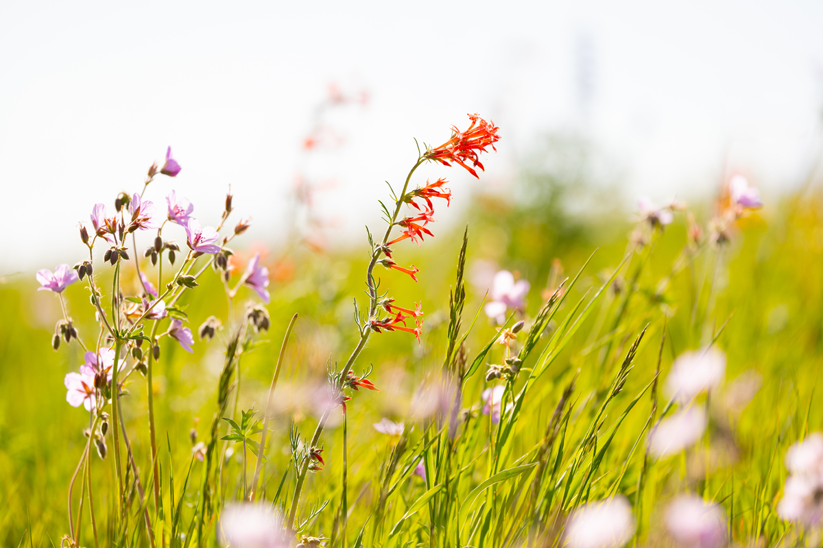 春天的希望：播种与生长