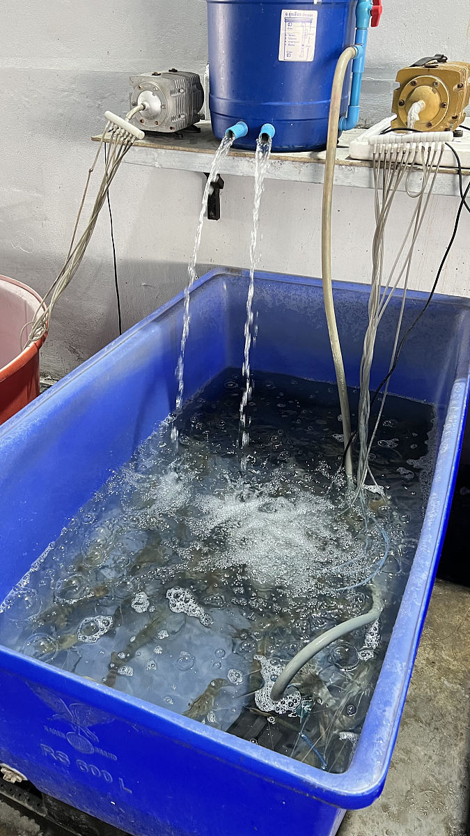 虾苗石灰消毒后必须排水吗？养殖专家告诉你答案！