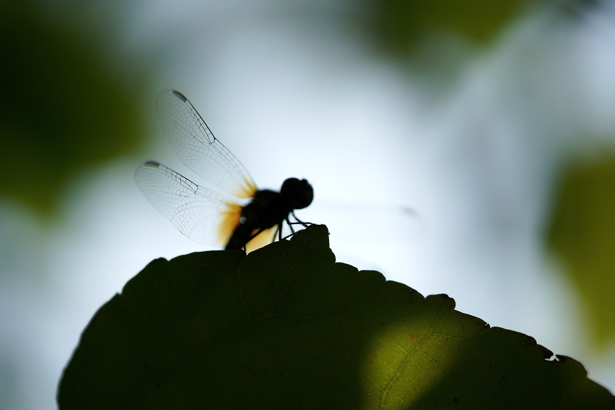 图像增强技术概述：方法、应用及未来展望