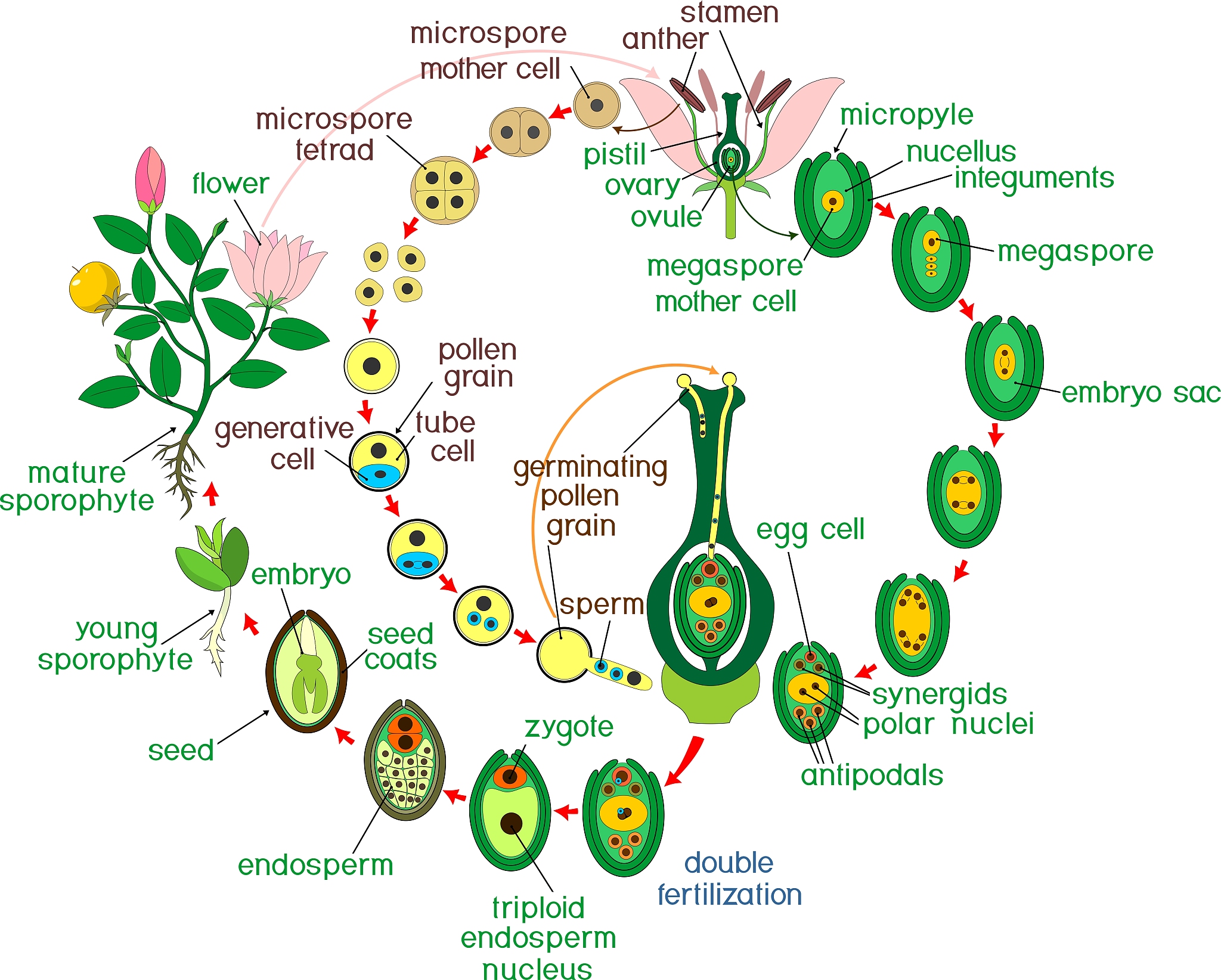 植物生理学与分子生物学研究范围：从生长发育到逆境响应