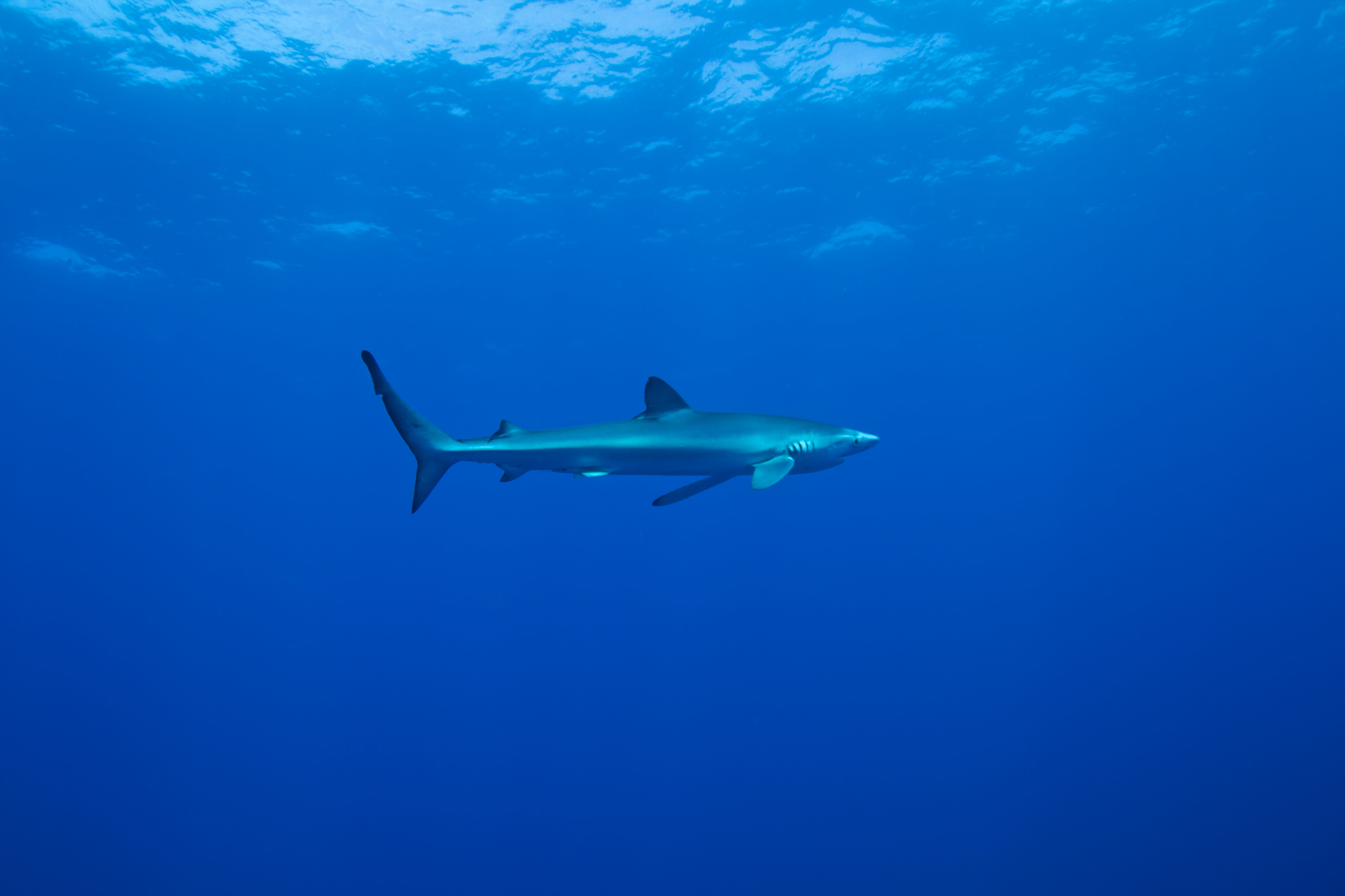 厦门海洋职业技术学院国际金融专业专业到底行不行设有哪些课程