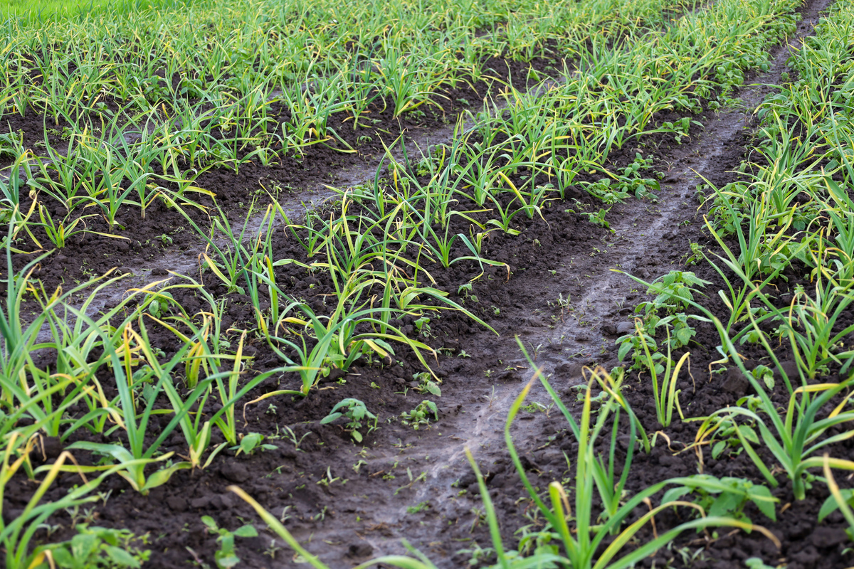 如何提高大蒜种性？有效防止品种退化的方法