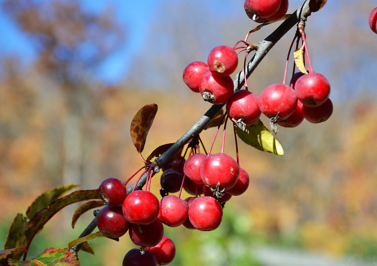 中国药典2020版山楂水分含量标准 - 不超过10.0%
