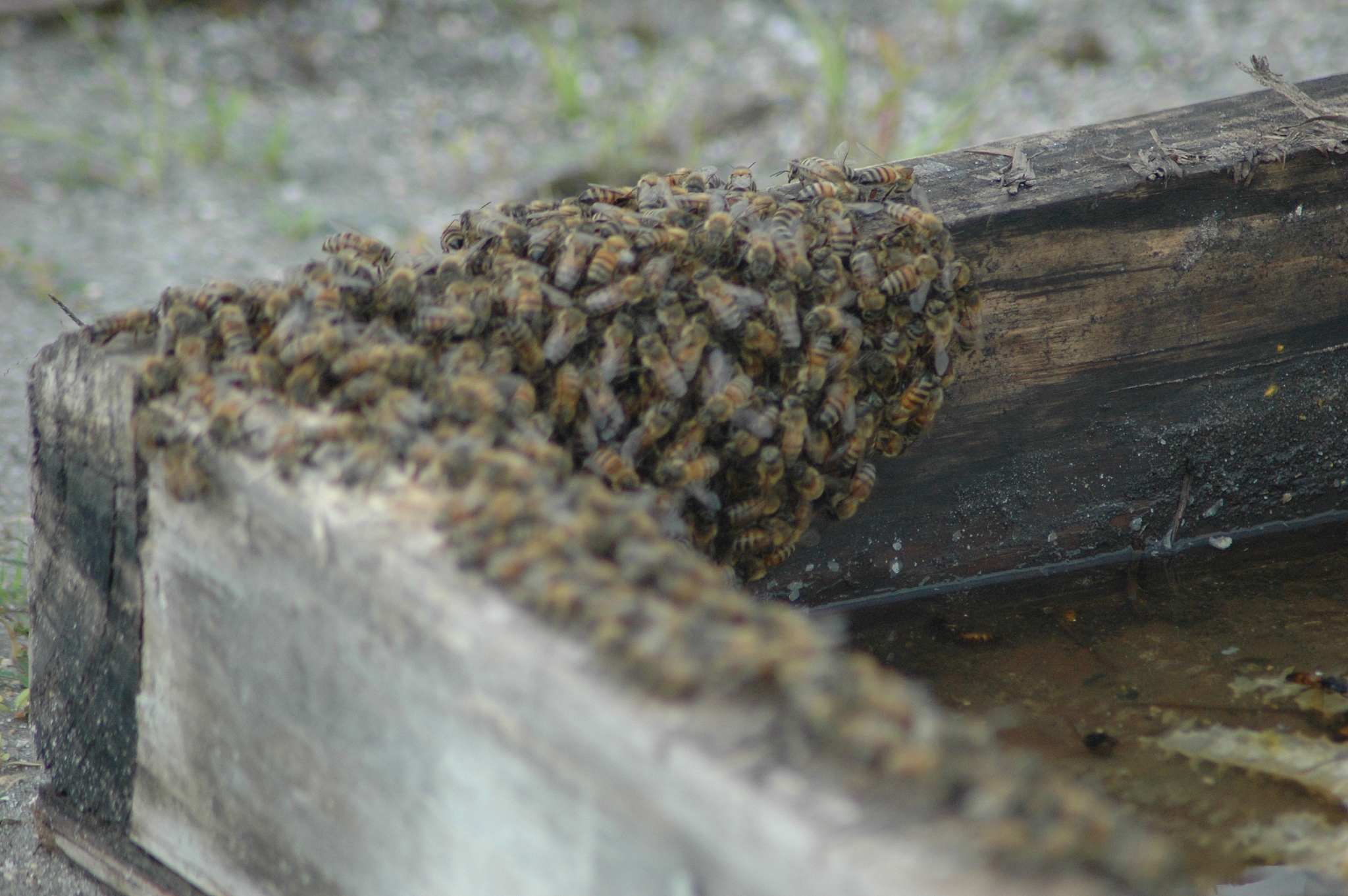 beehive