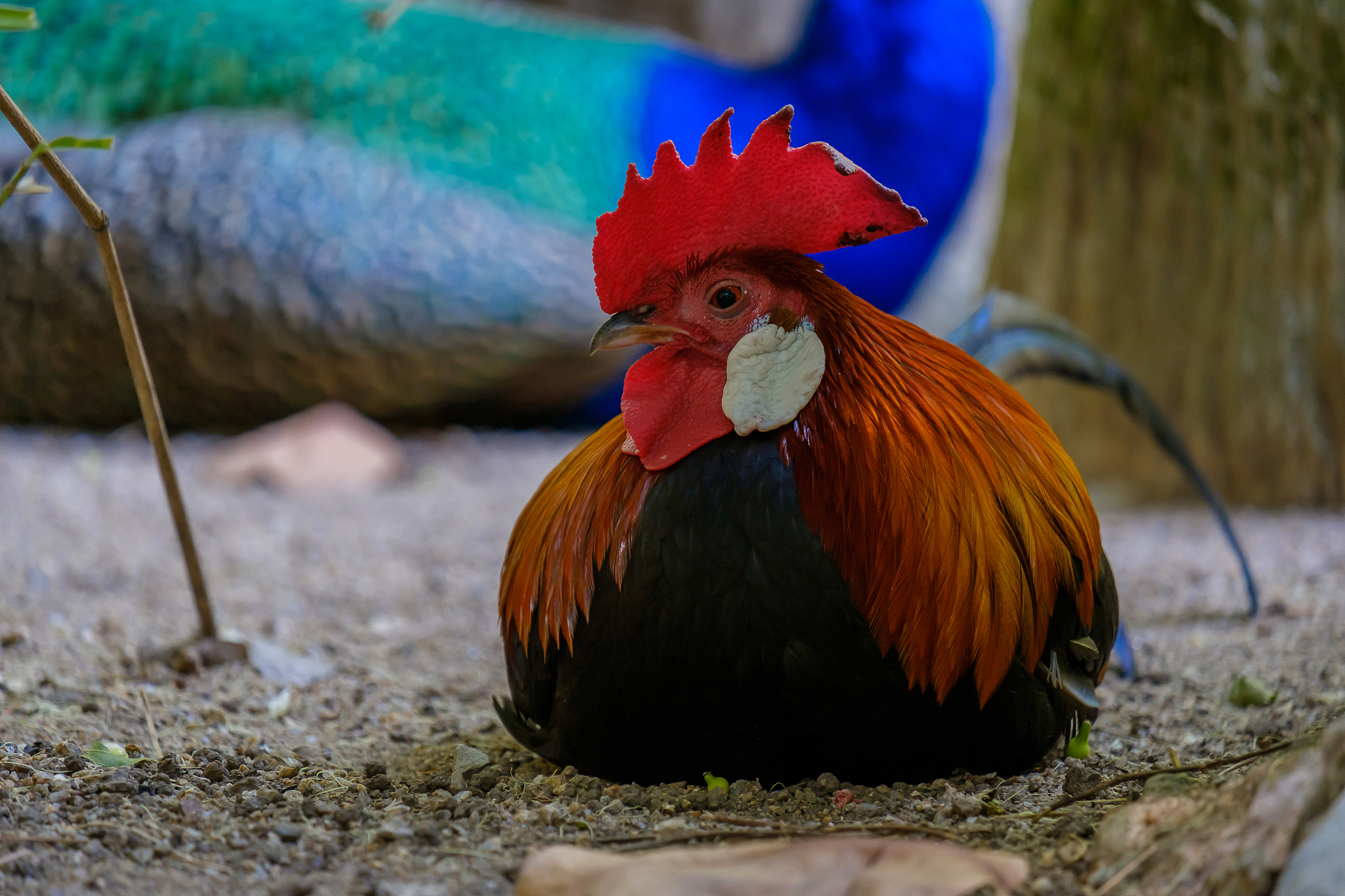 this is a chicken.