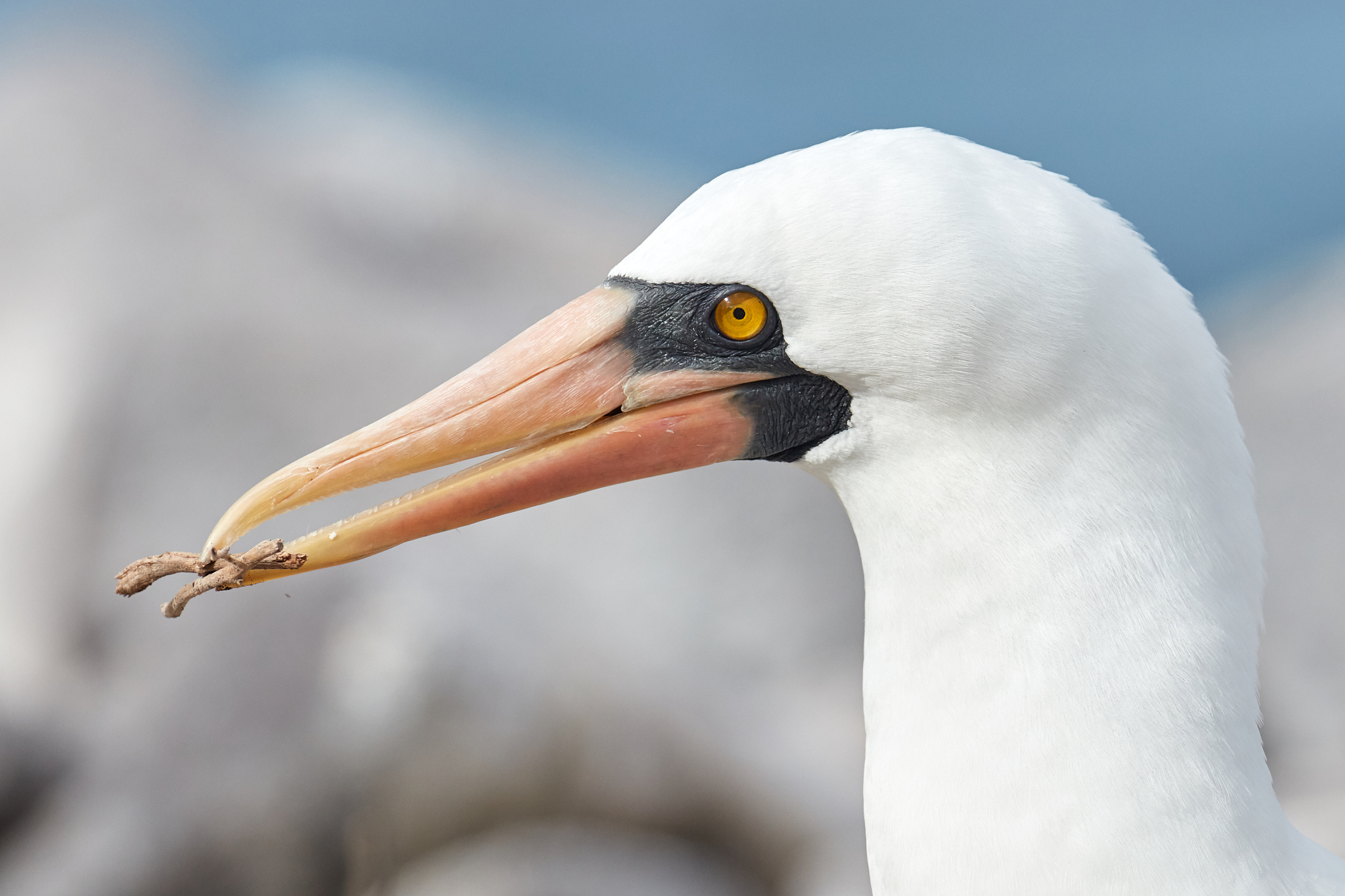 nazca booby bird building nest in galapagos