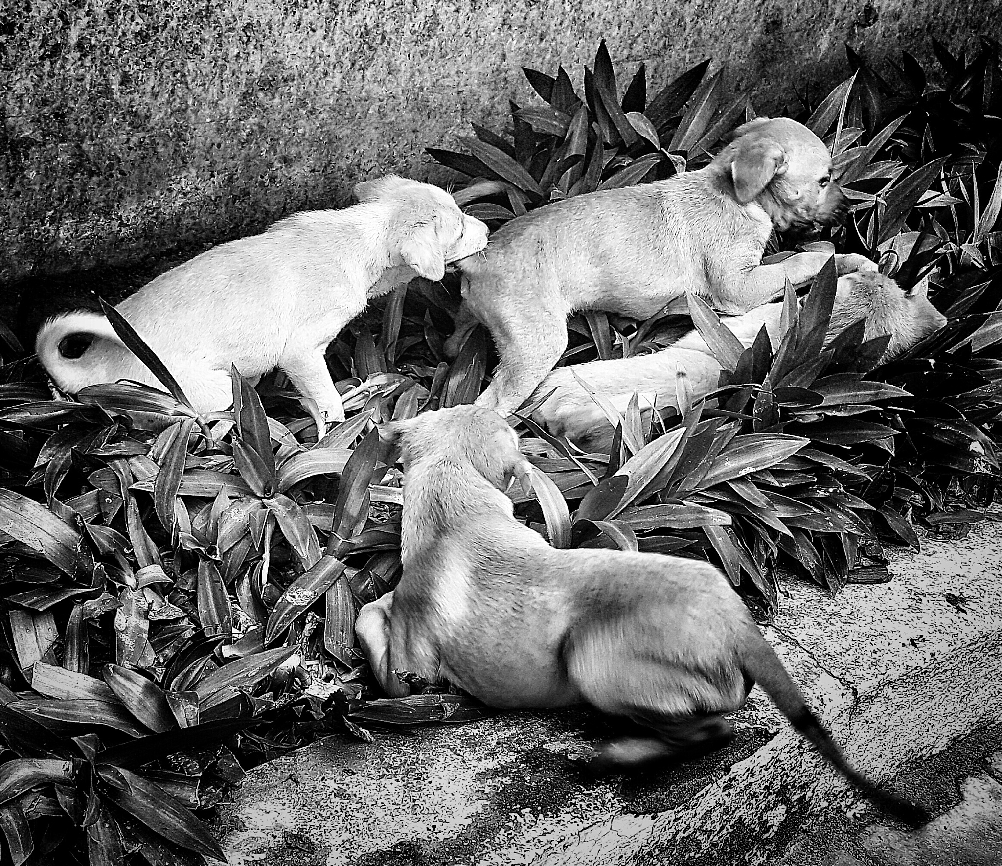 high angle view of puppies playing on plant outdoors