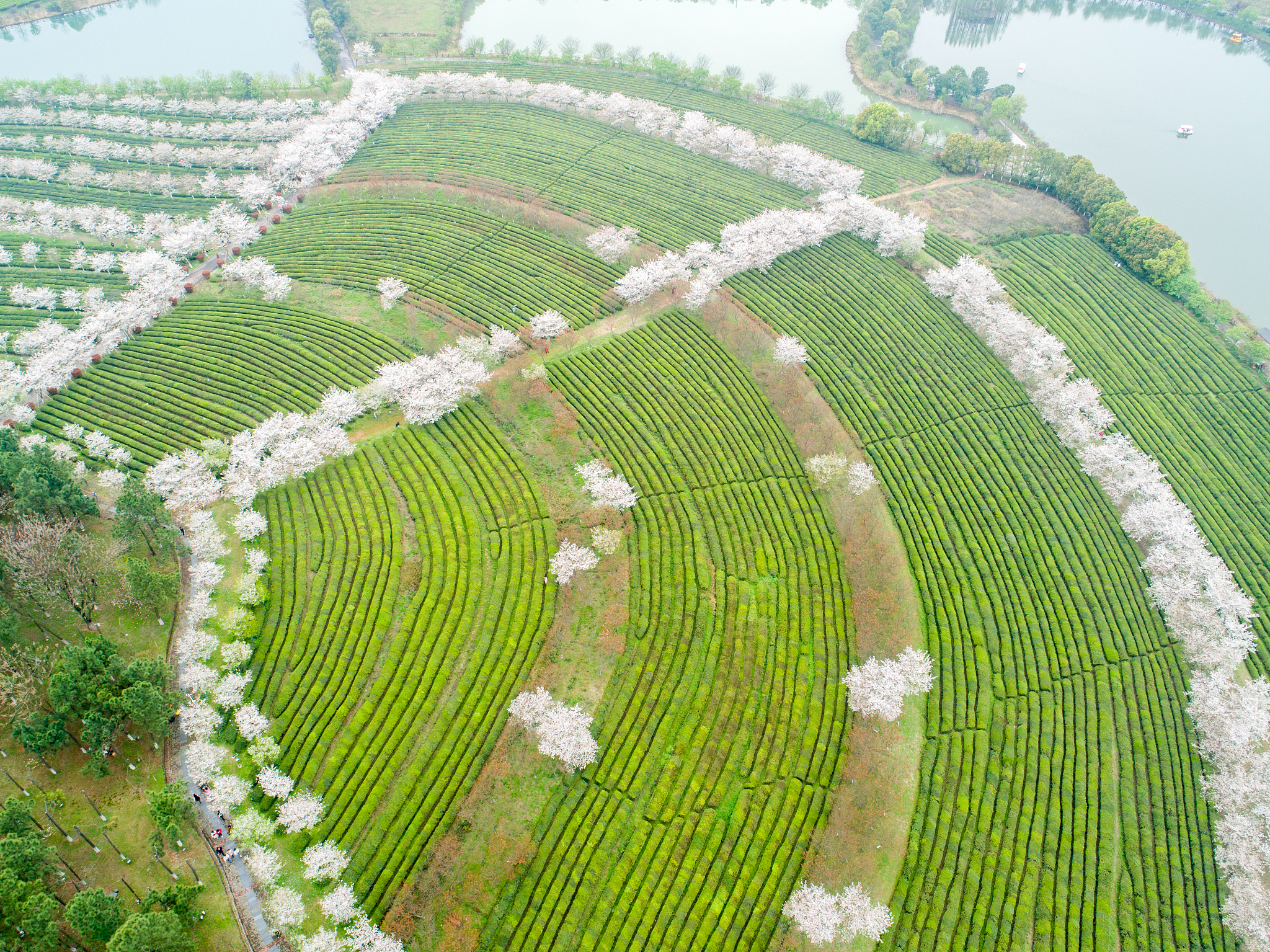 蒲江猕猴桃产业发展模式：协同发展，提升效益