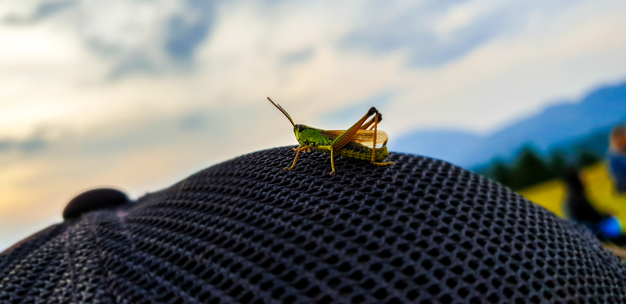 insects close up