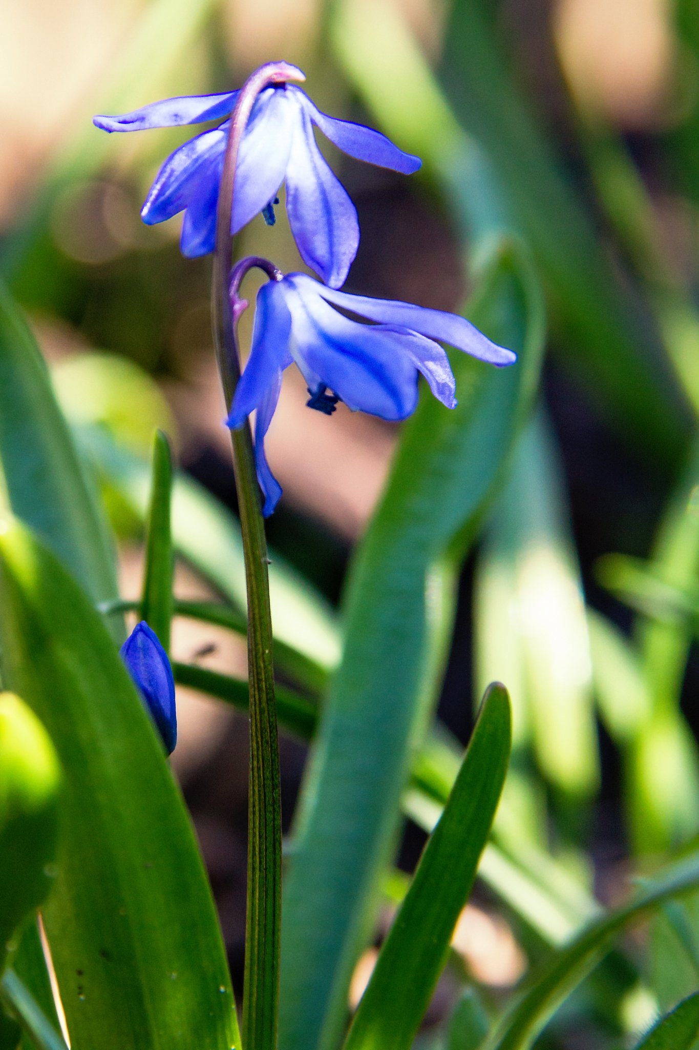 small blue star (scilla)