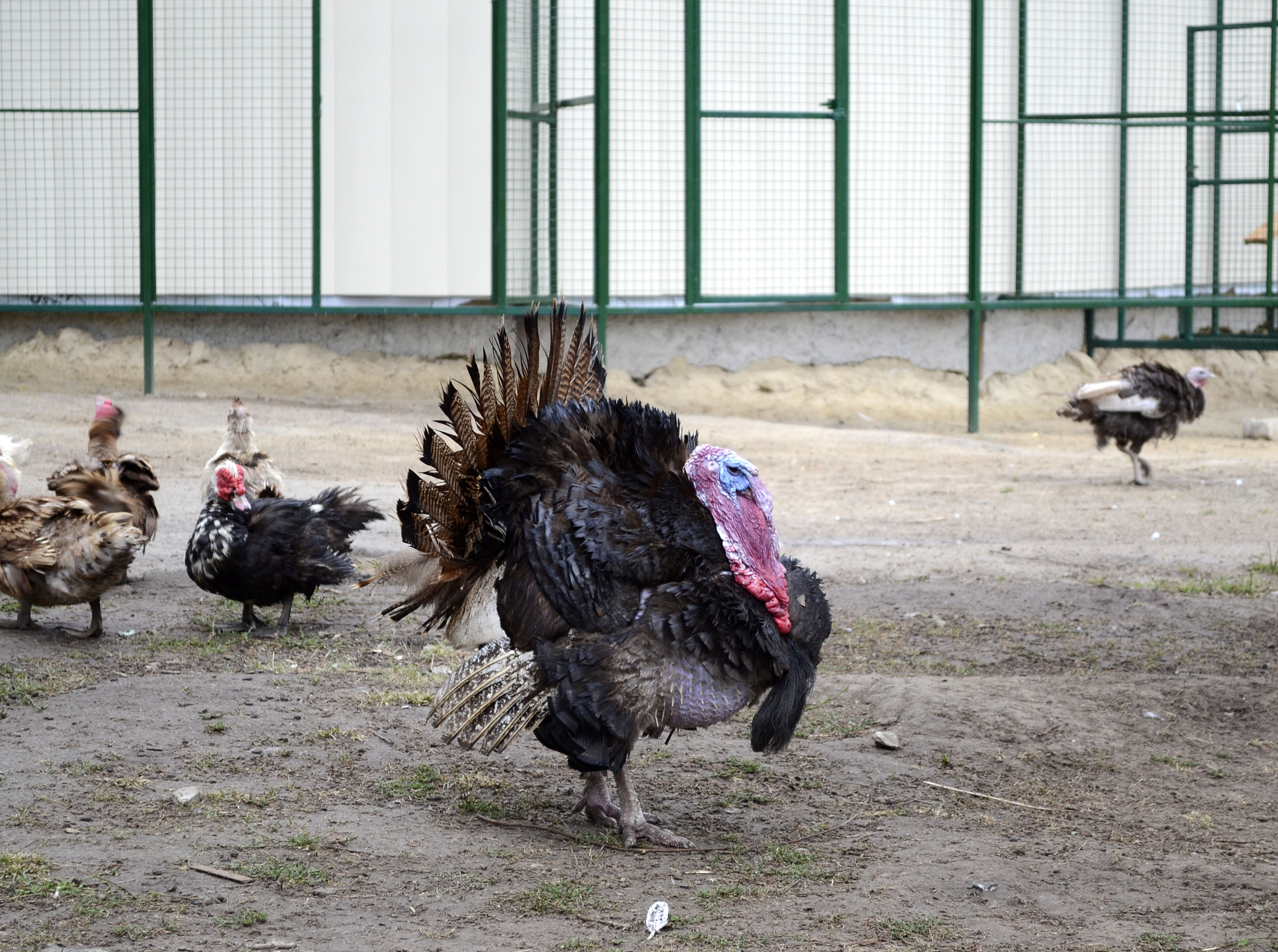 turkey bird