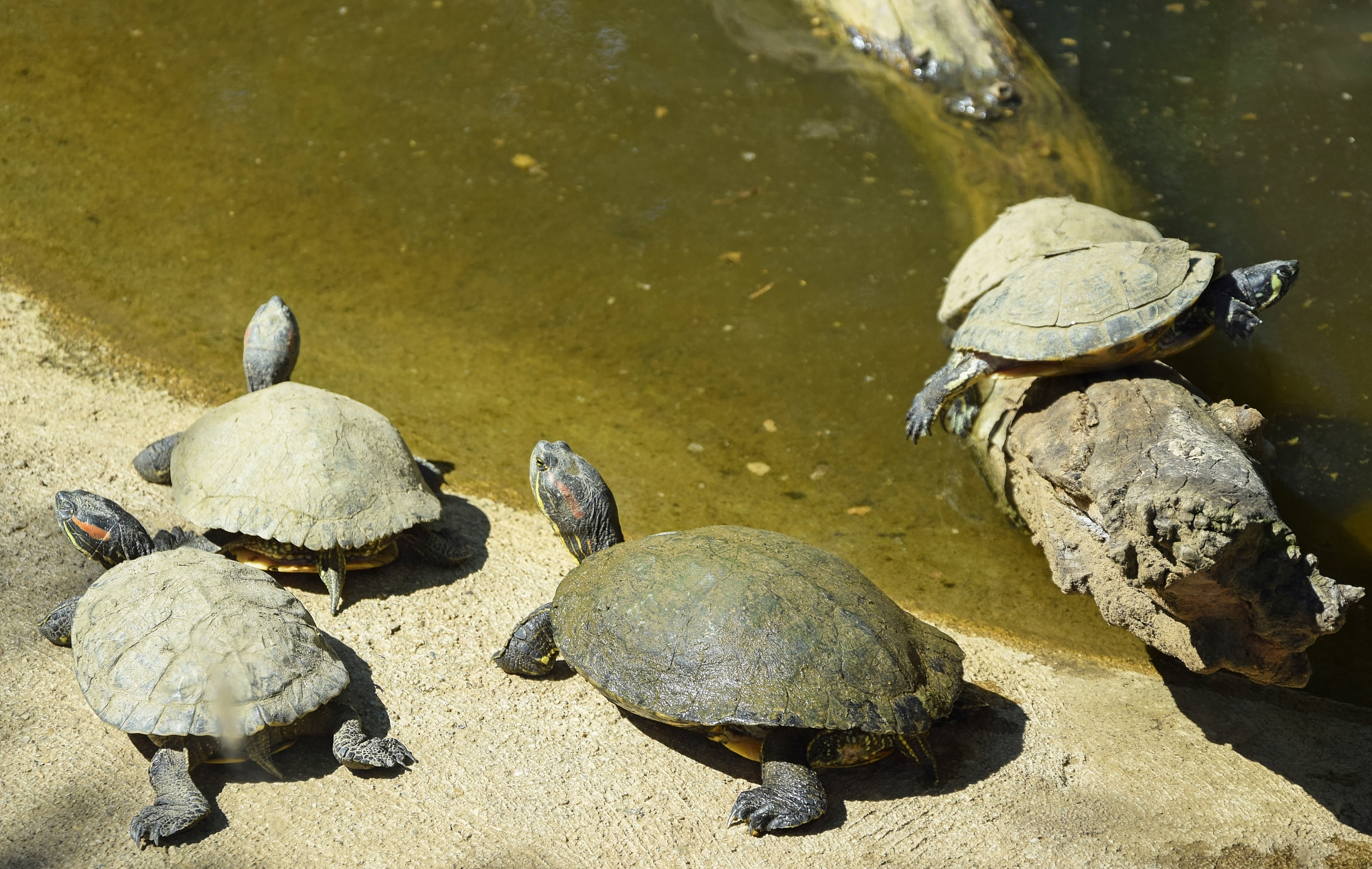 turtles