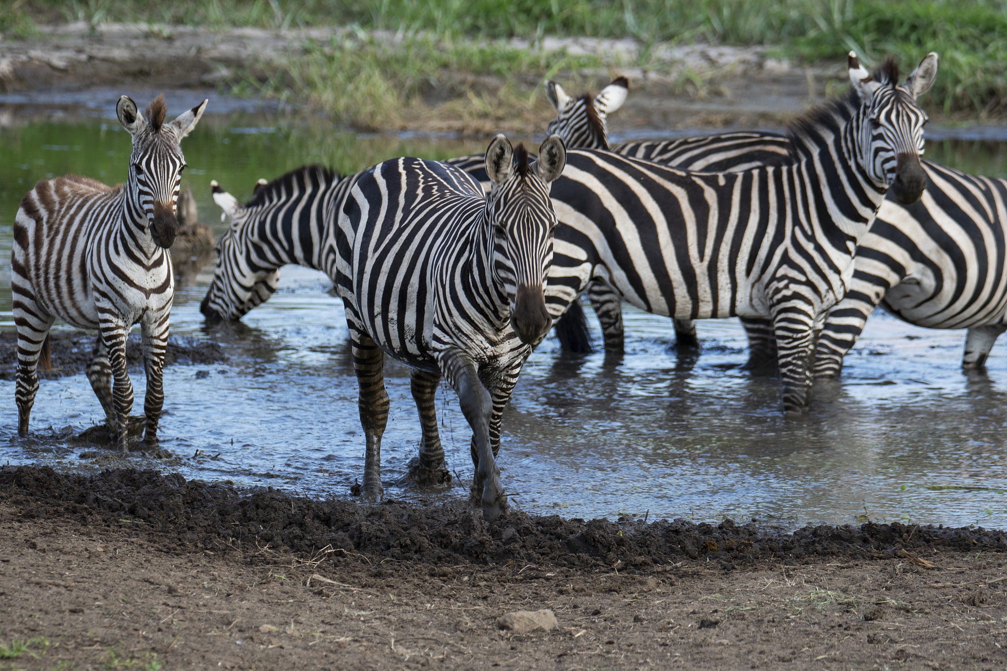 herd of zebra in the wild savannah, serengeti national park, tan