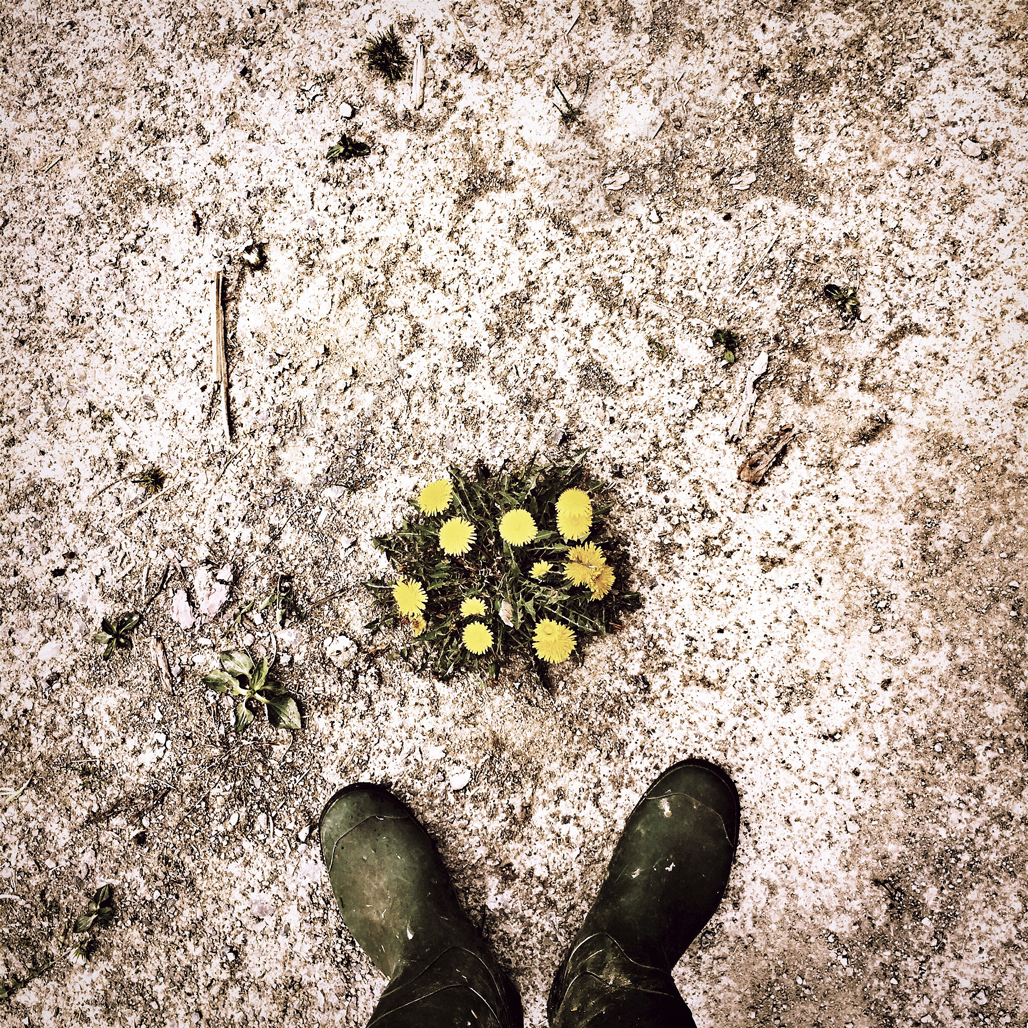 集群型阿米巴组织：