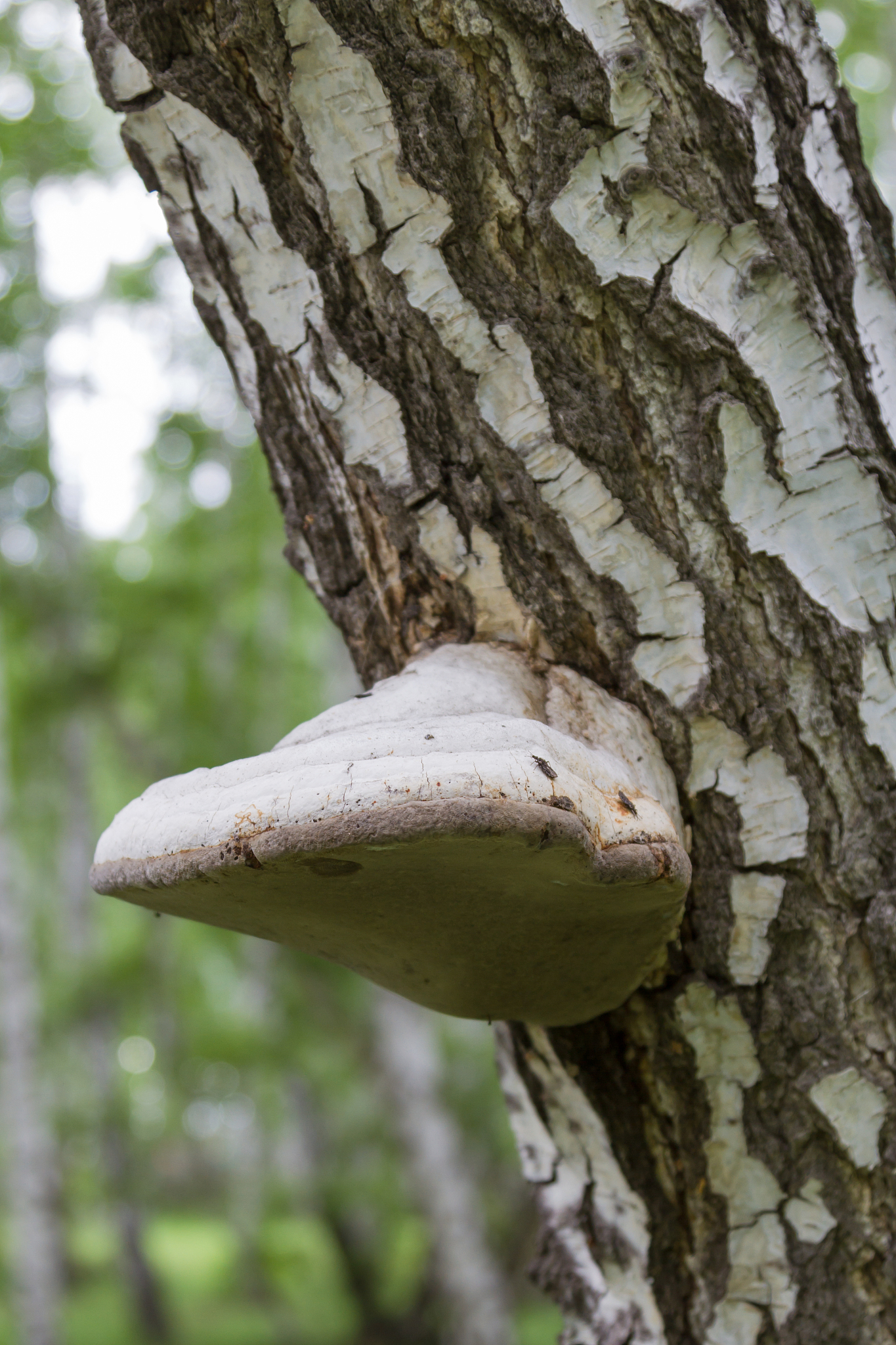 CANADIAN JOURNAL OF SOIL SCIENCE: 权威土壤科学期刊