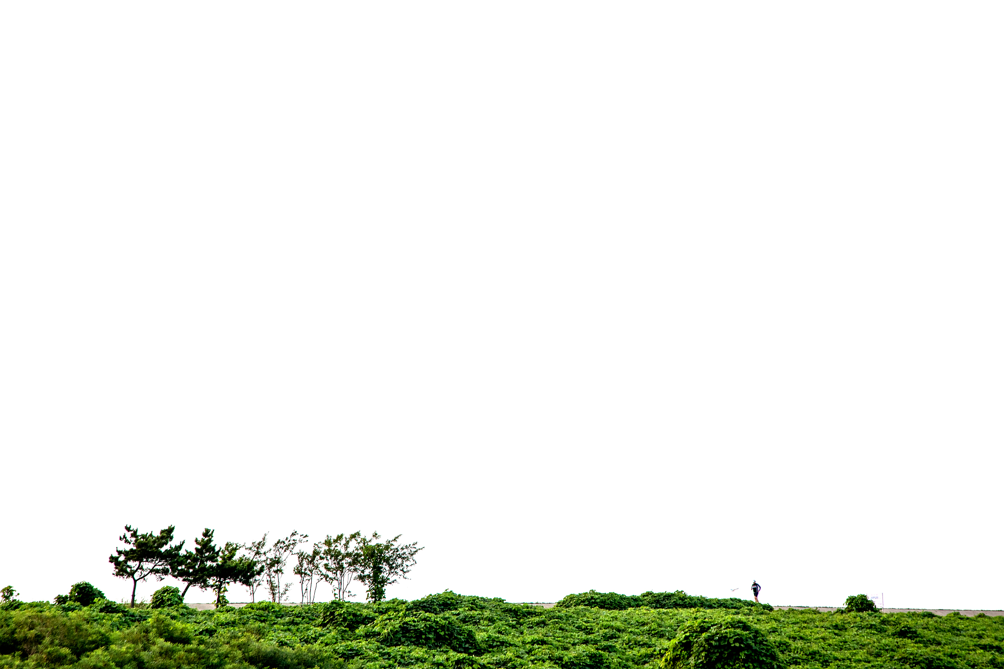 trees on countryside landscape