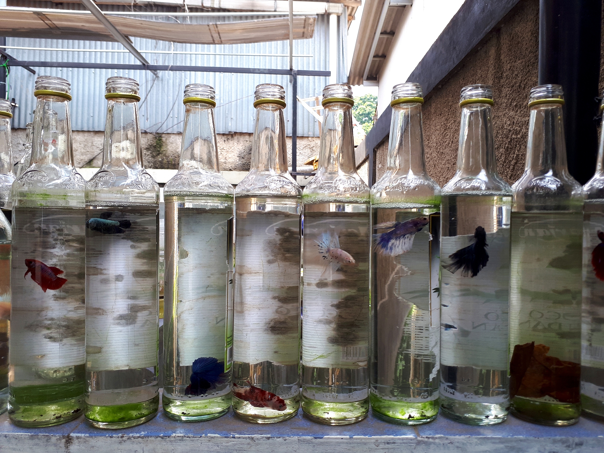 酒瓶养鱼什么意思