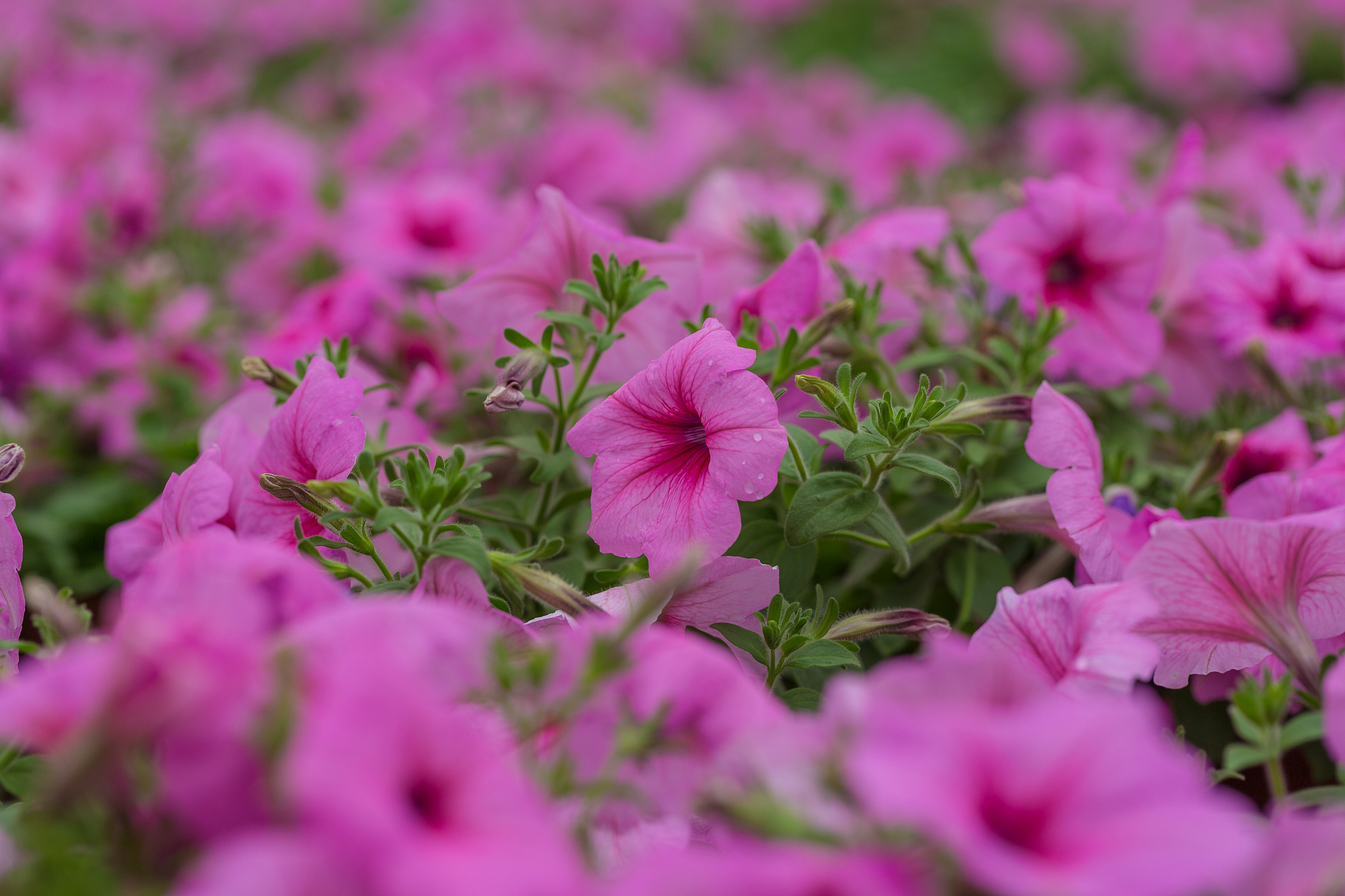 数据包在网络层的称谓