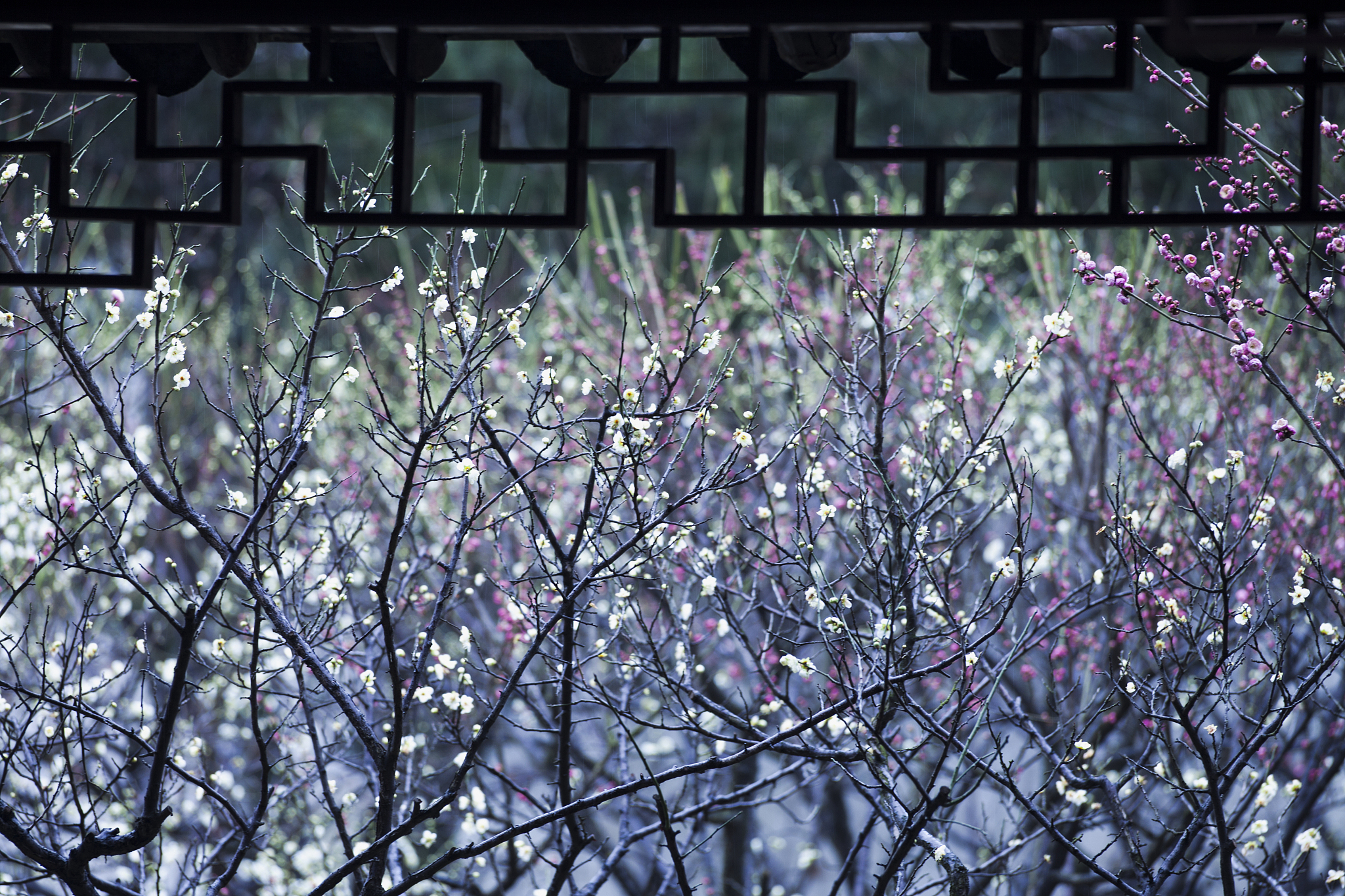 请用谷雨雪为题写一首诗