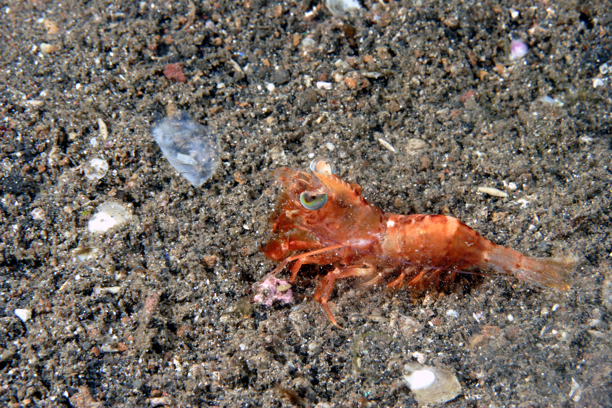 小虾第三段：海洋环境问题解析，气候变化影响不容忽视