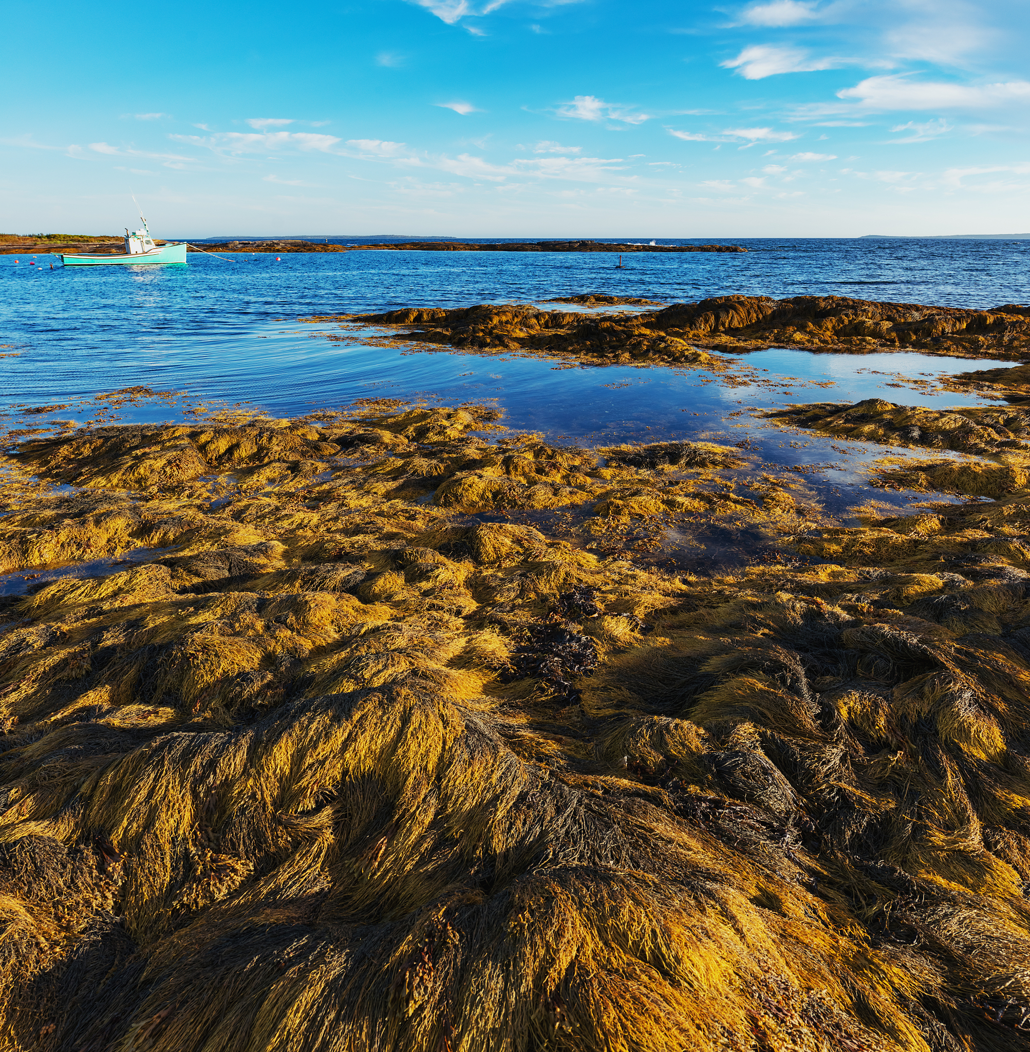 seaweed covered coastline