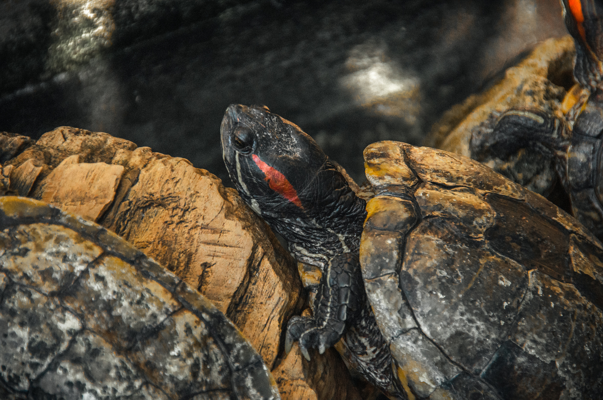 turtle river