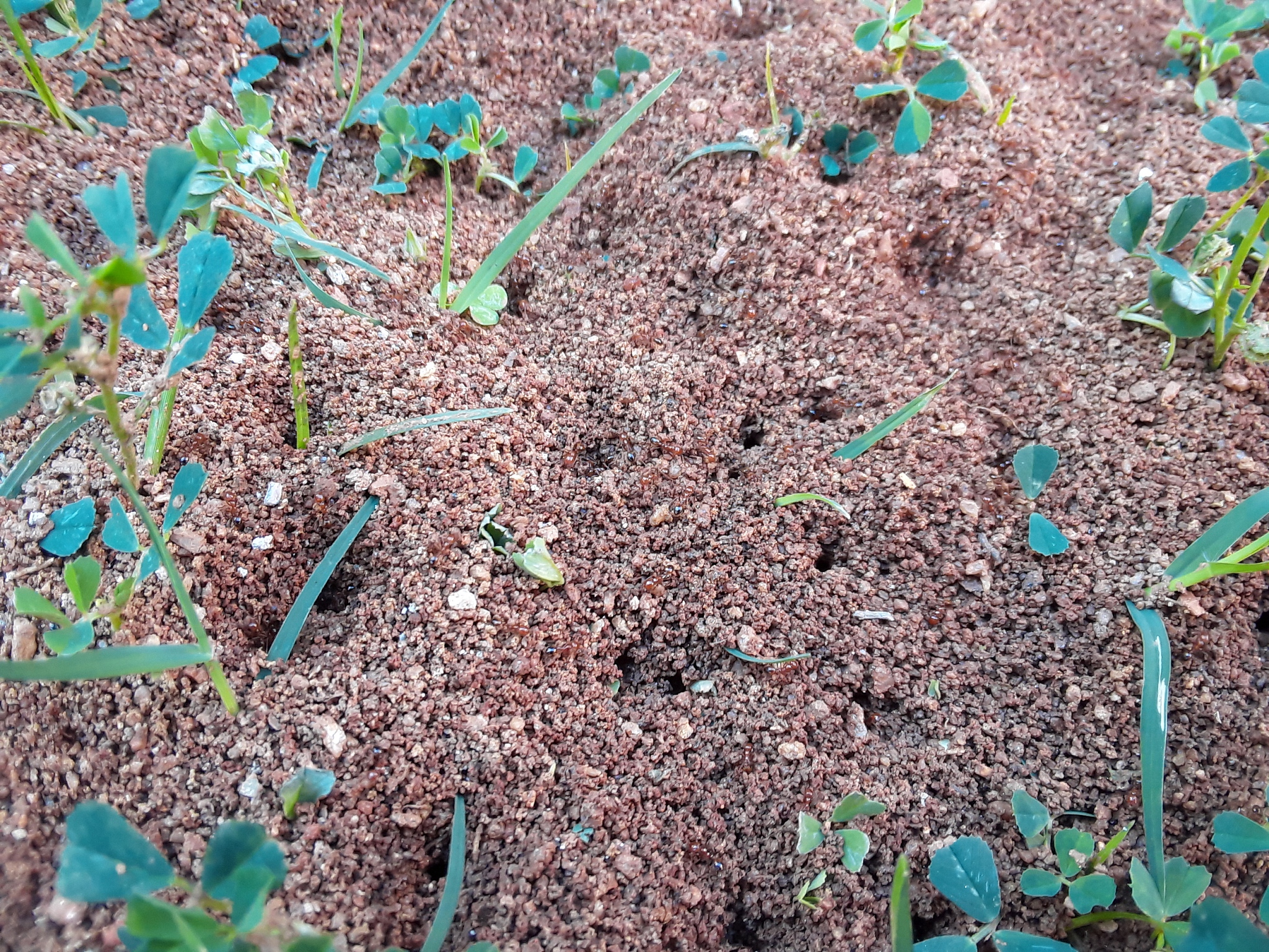 小家蚁危害：破坏农作物、建筑和生态系统