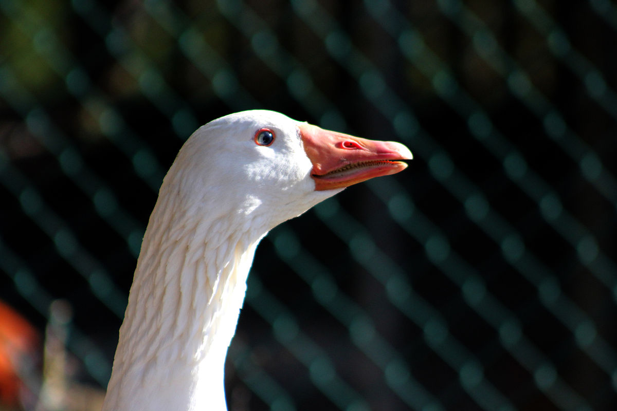 达斡尔族不吃什么，