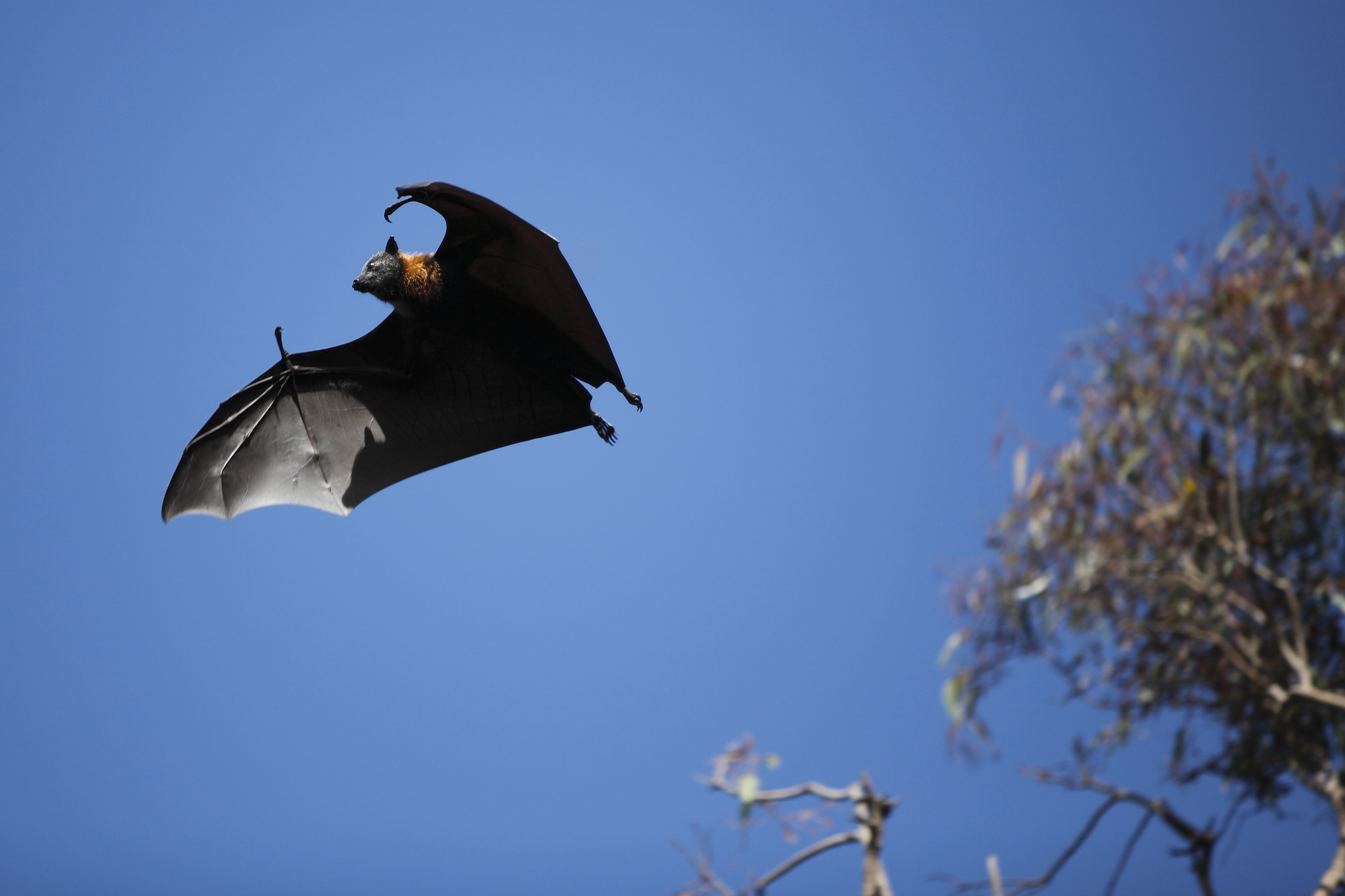 德国人吃蝙蝠吗？真相大揭秘！