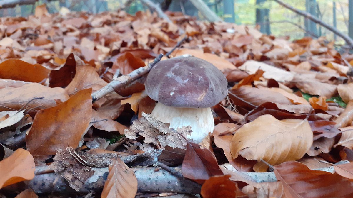云南吃菌子的季节：春夏秋各有美味！