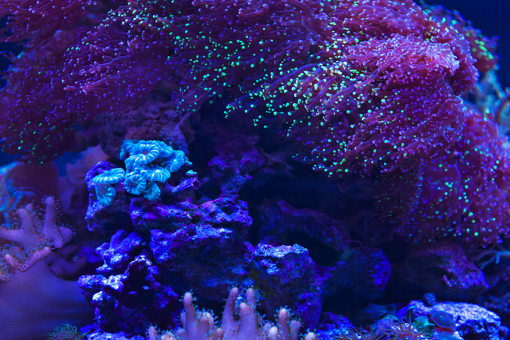 荧光海是什么原理