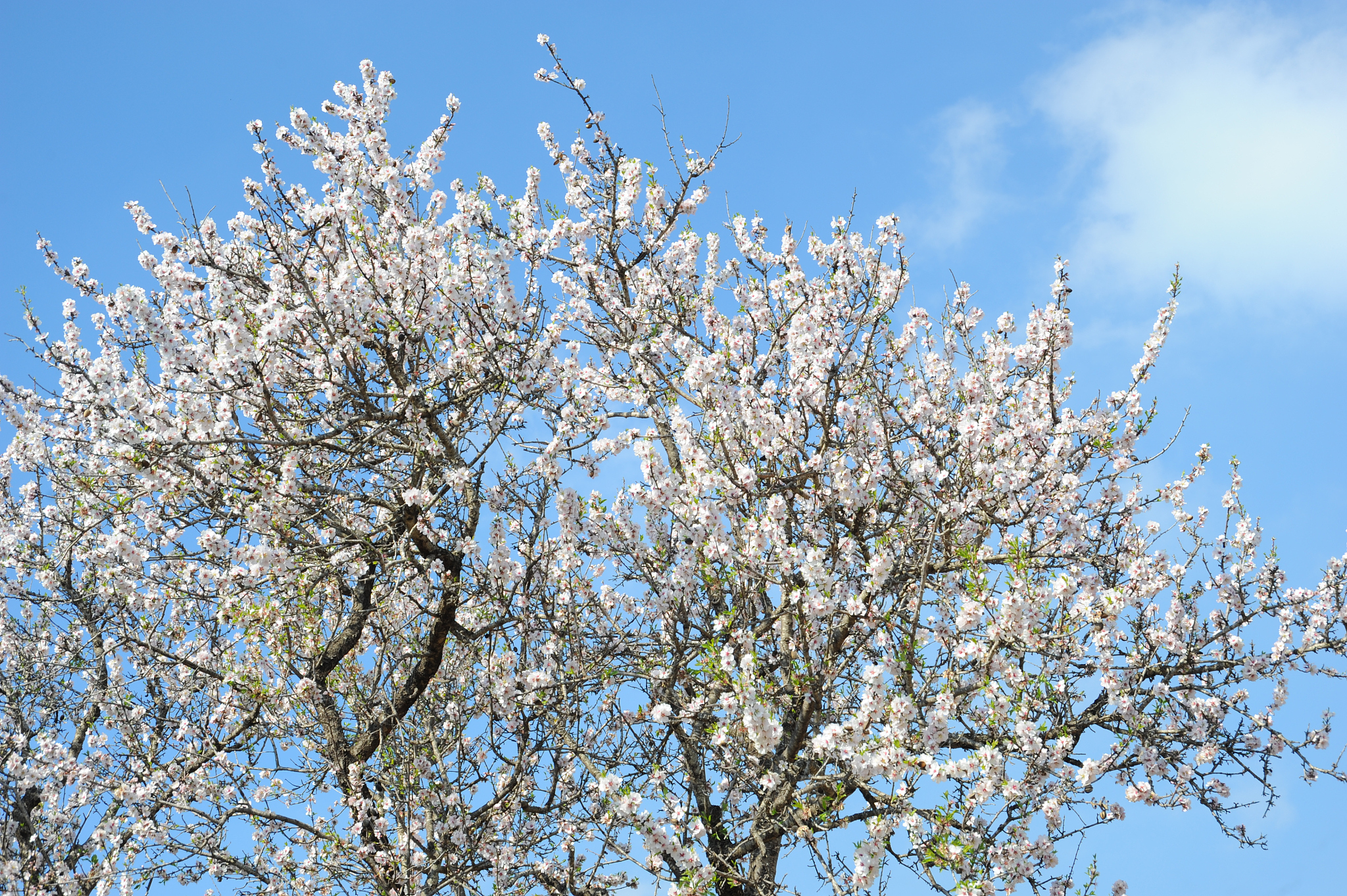 mandelblüte in spanien