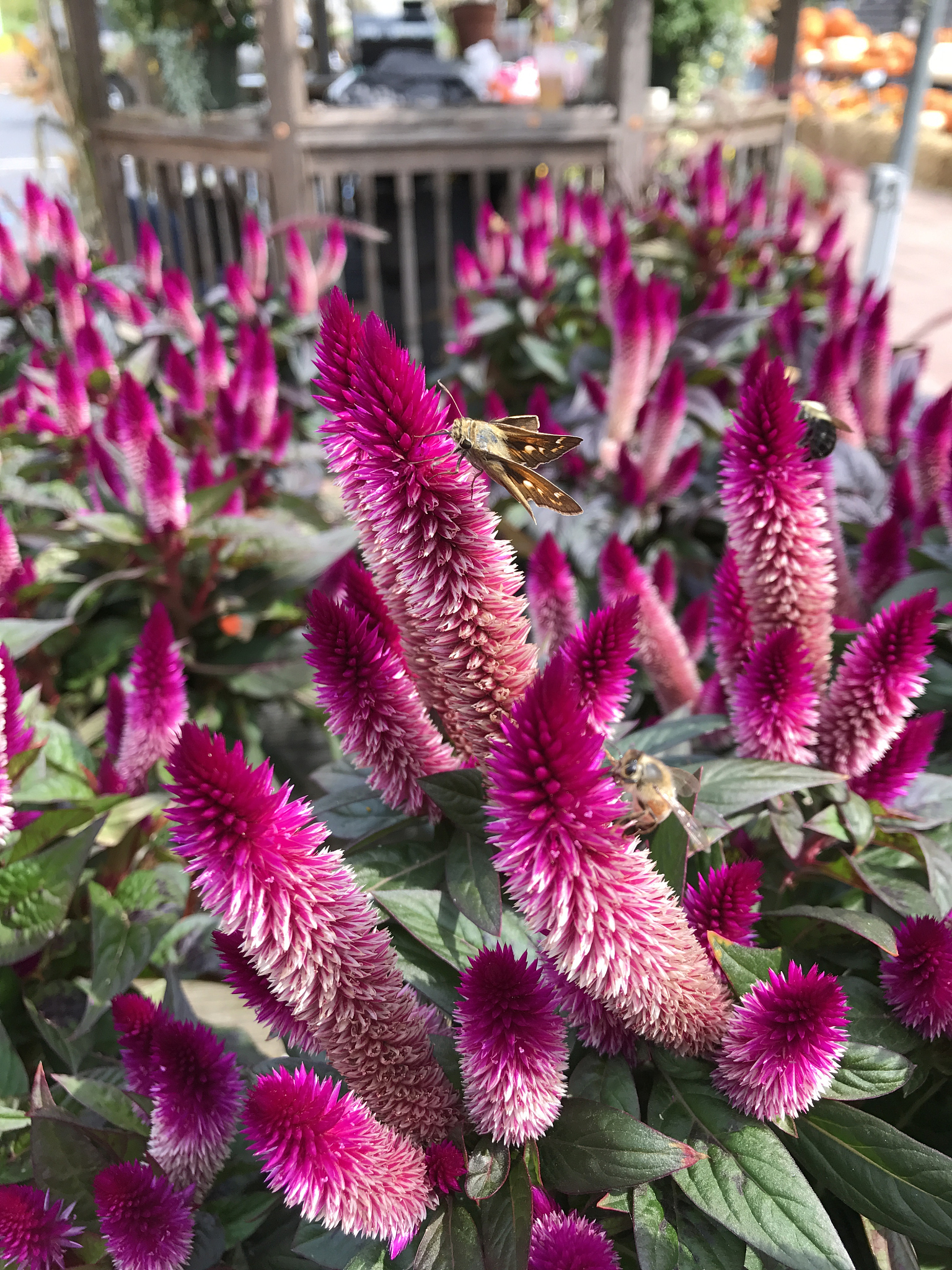 小鸡树：别称、特点、用途及药用价值