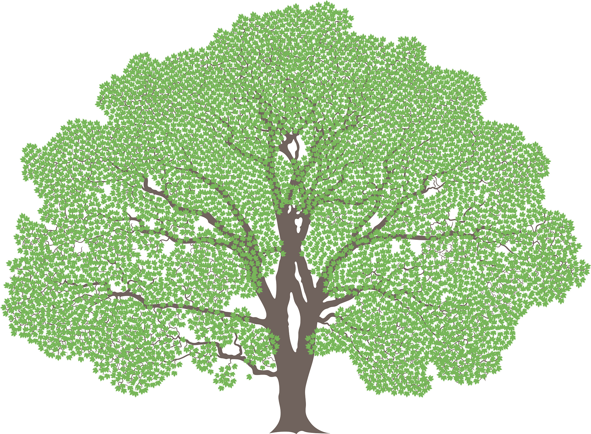 tree. maple
