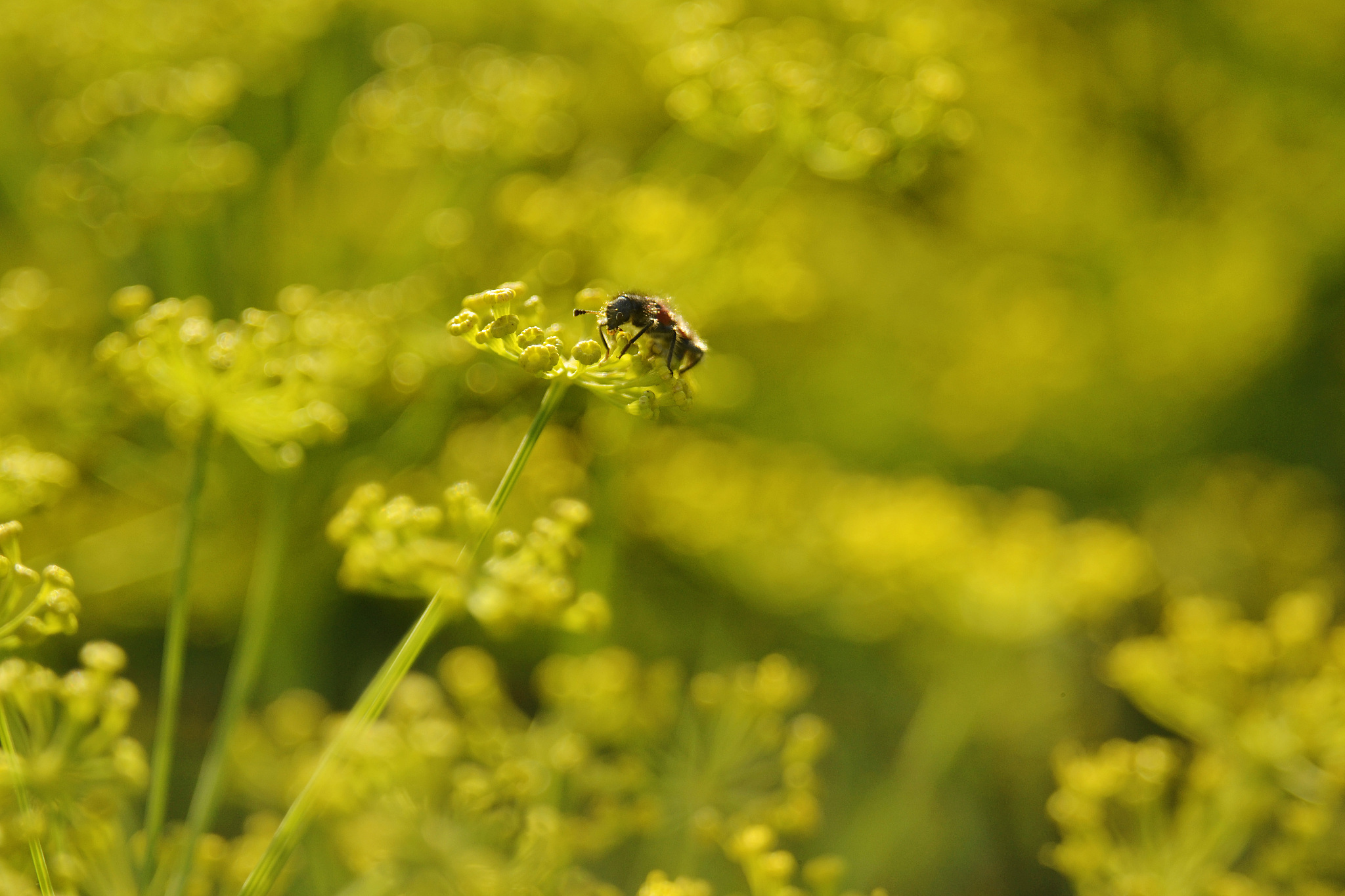 凉山州农业学校师资怎么样就业好不好？