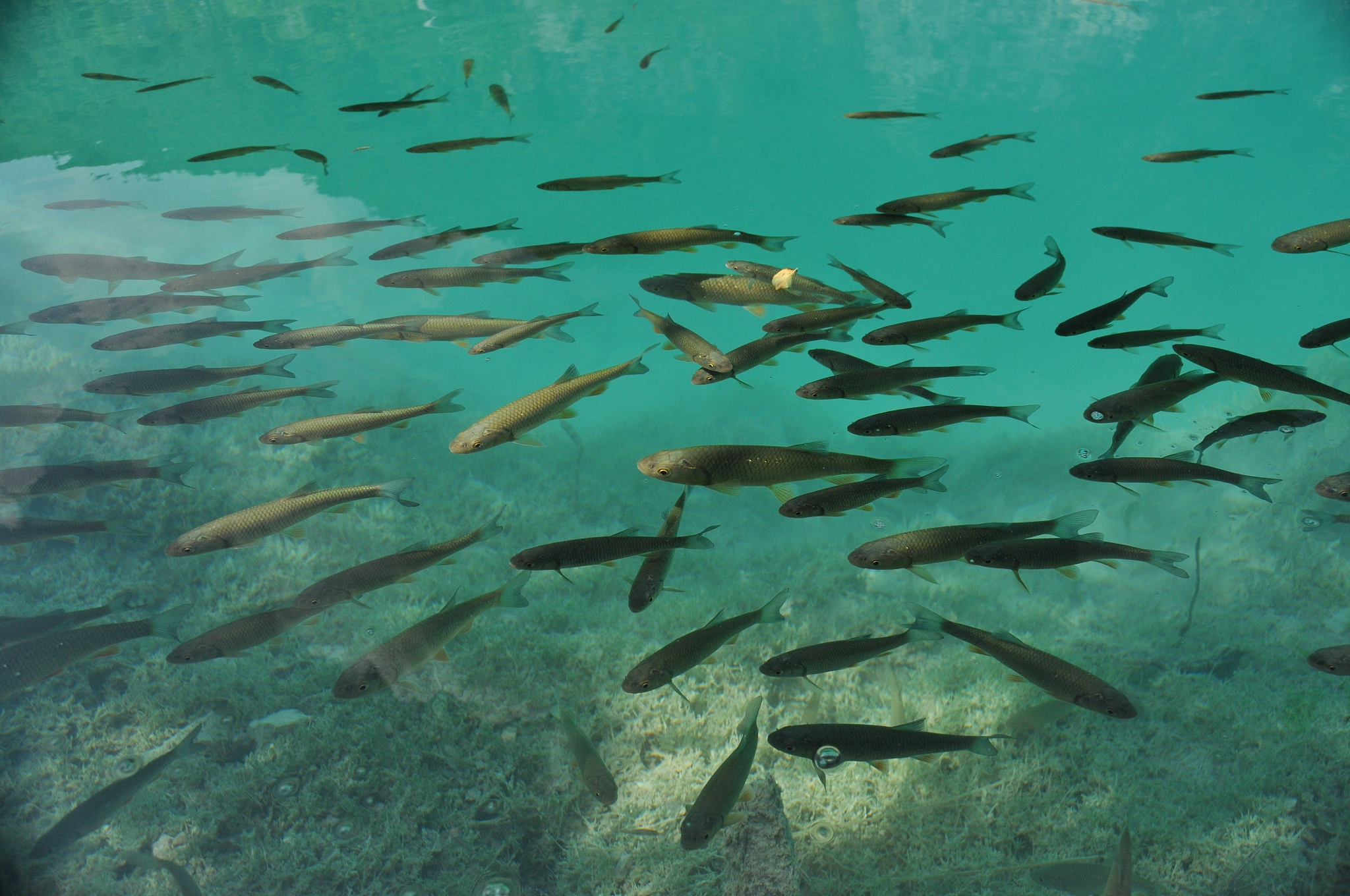 fish floating near the surface of the water in the overgrown lak