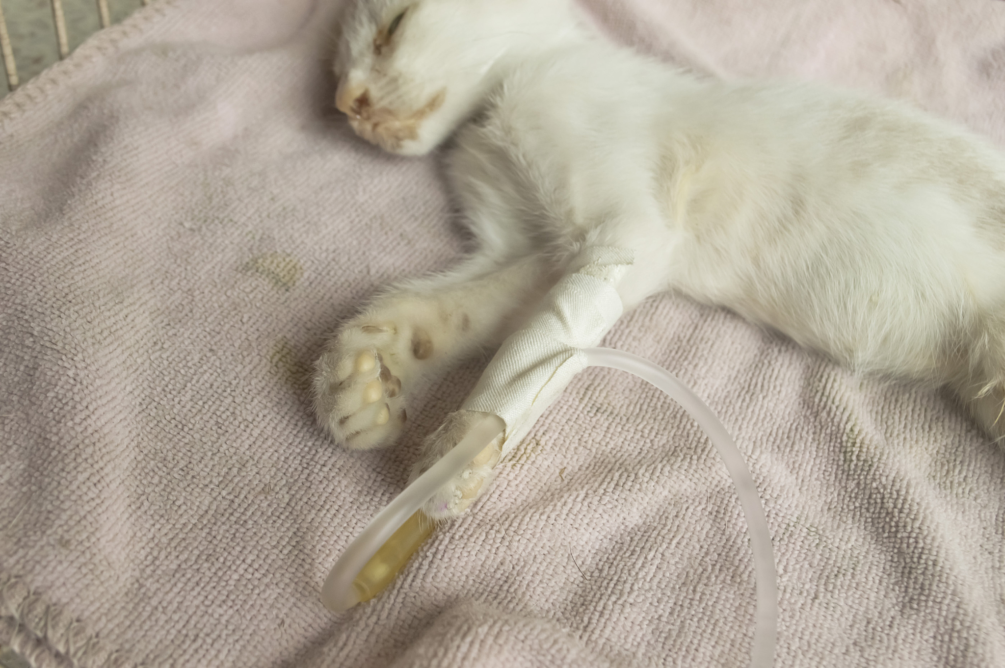 猫咪自发性膀胱炎怎么治疗