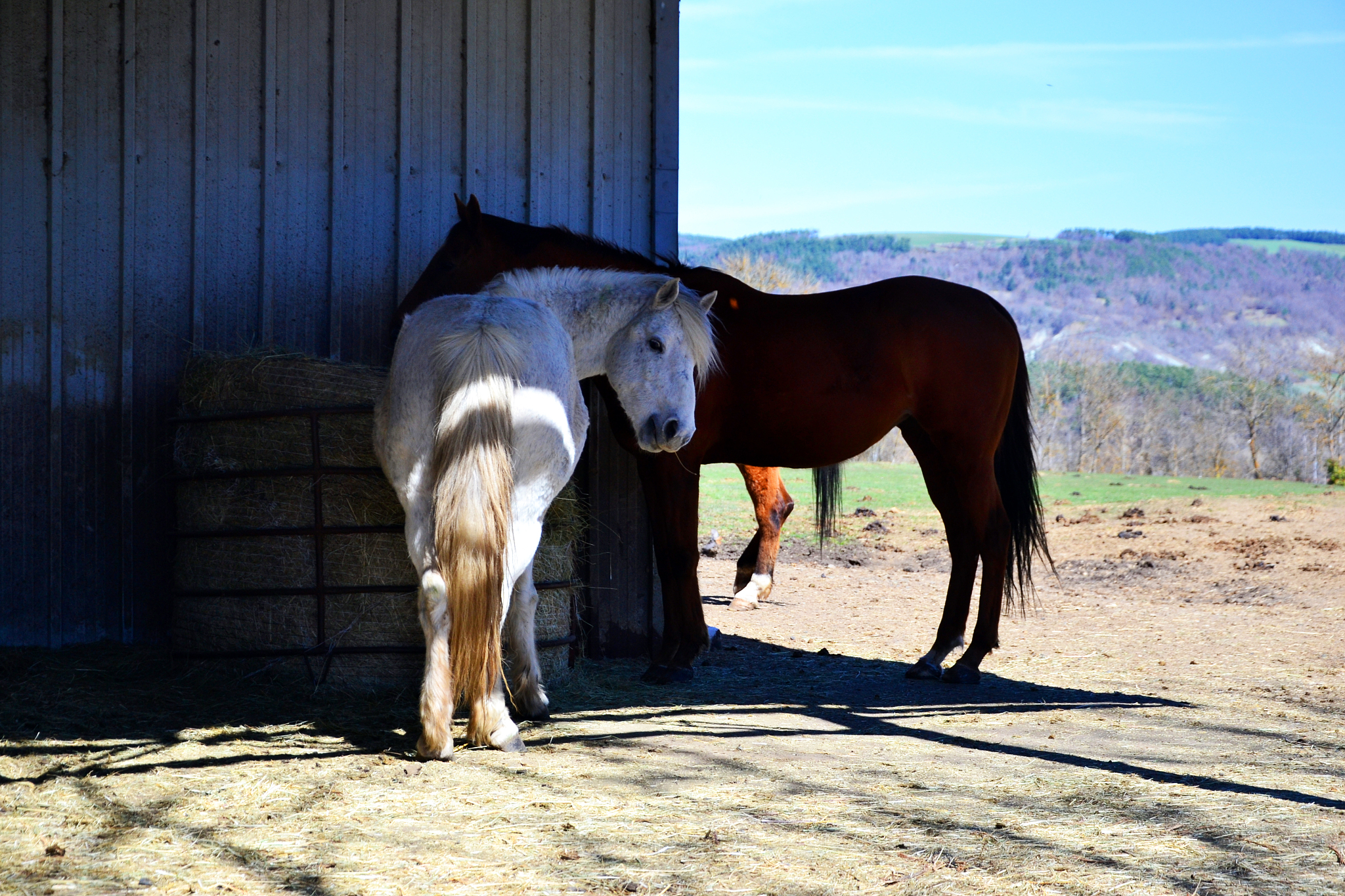two horses in a field, near a modern farm.