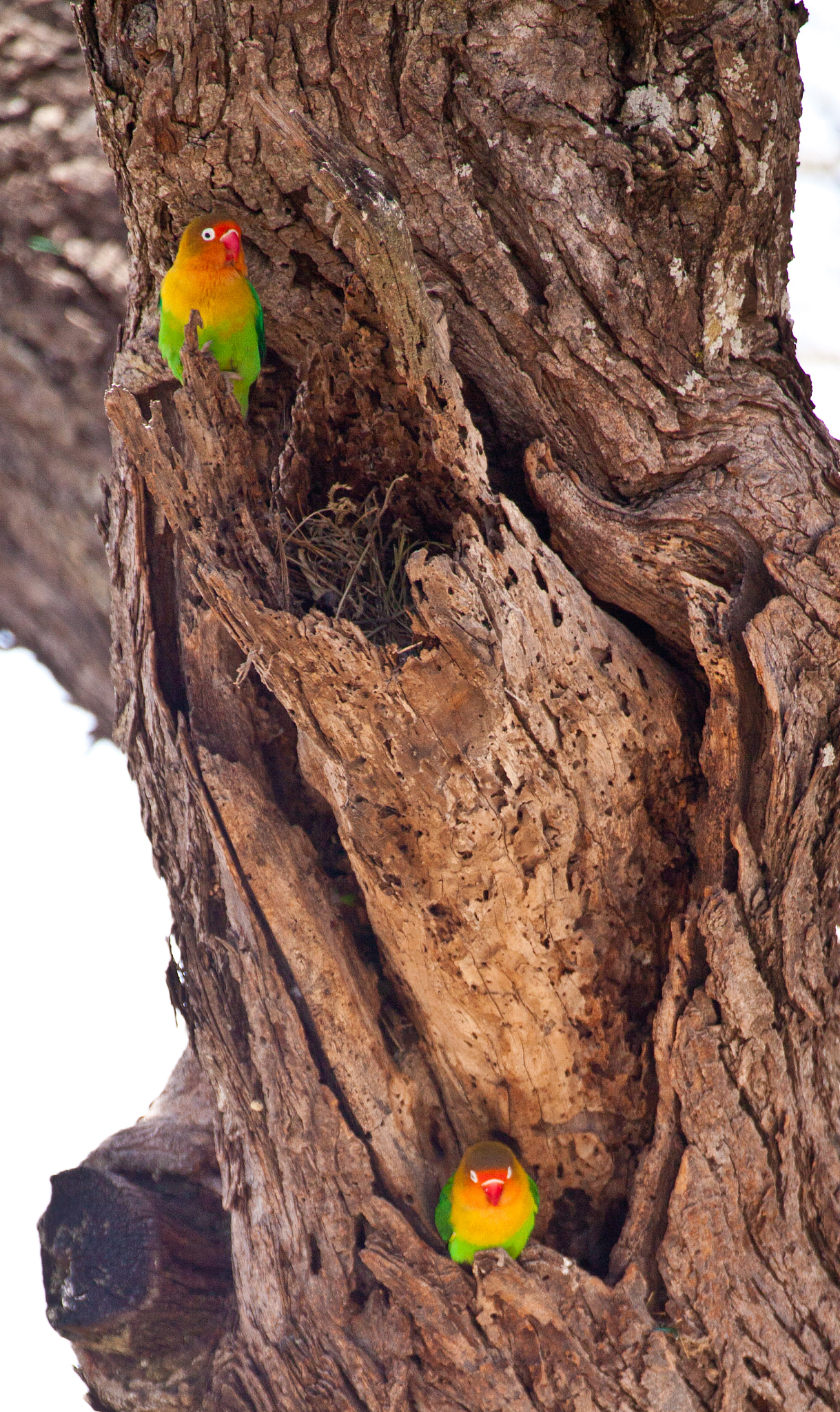 牡丹鹦鹉标识方法：脚环、颜色、微芯片，全面了解！