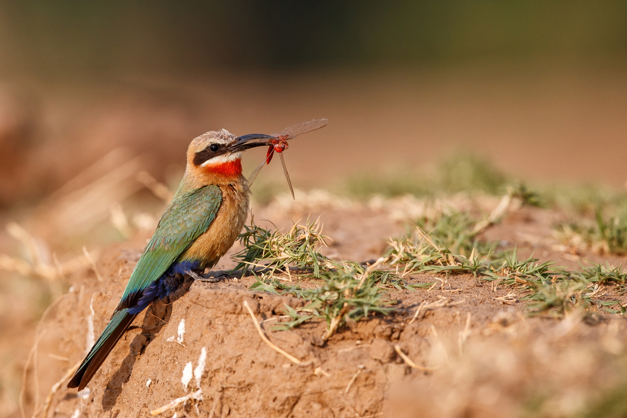 white fronted bee eater in mana pools