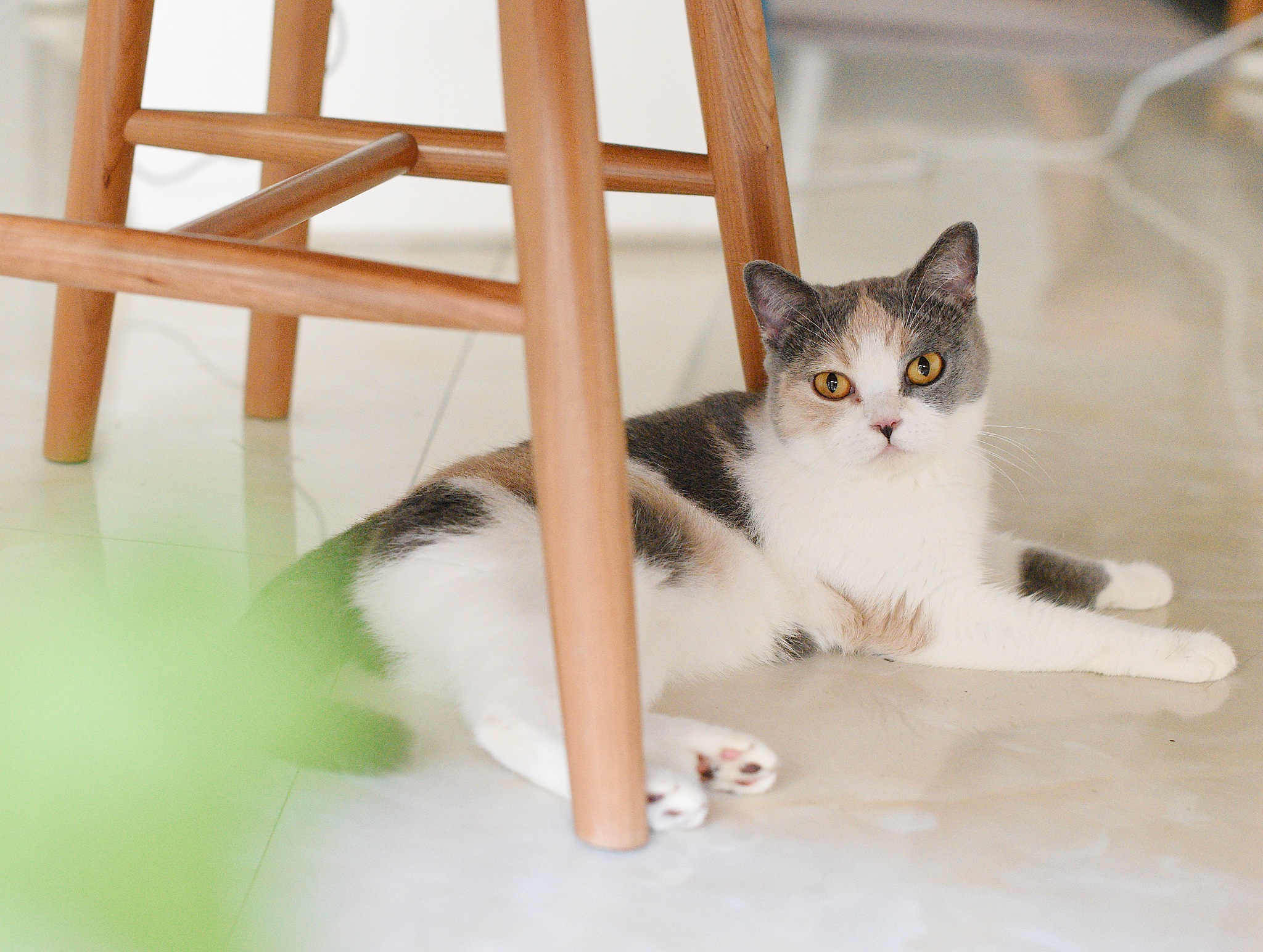 德文卷毛猫幼猫头顶硬凸起是什么？