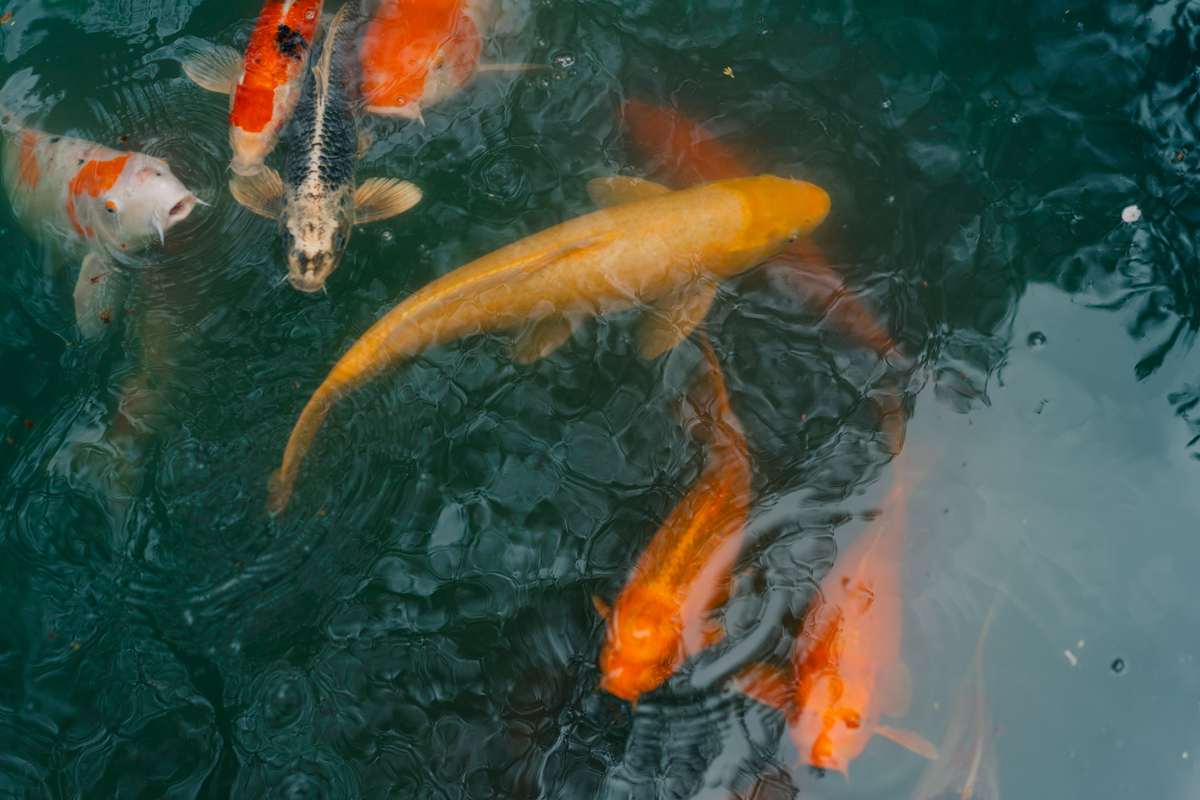 锦鲤品种大全：日本、中国，养殖技巧揭秘！