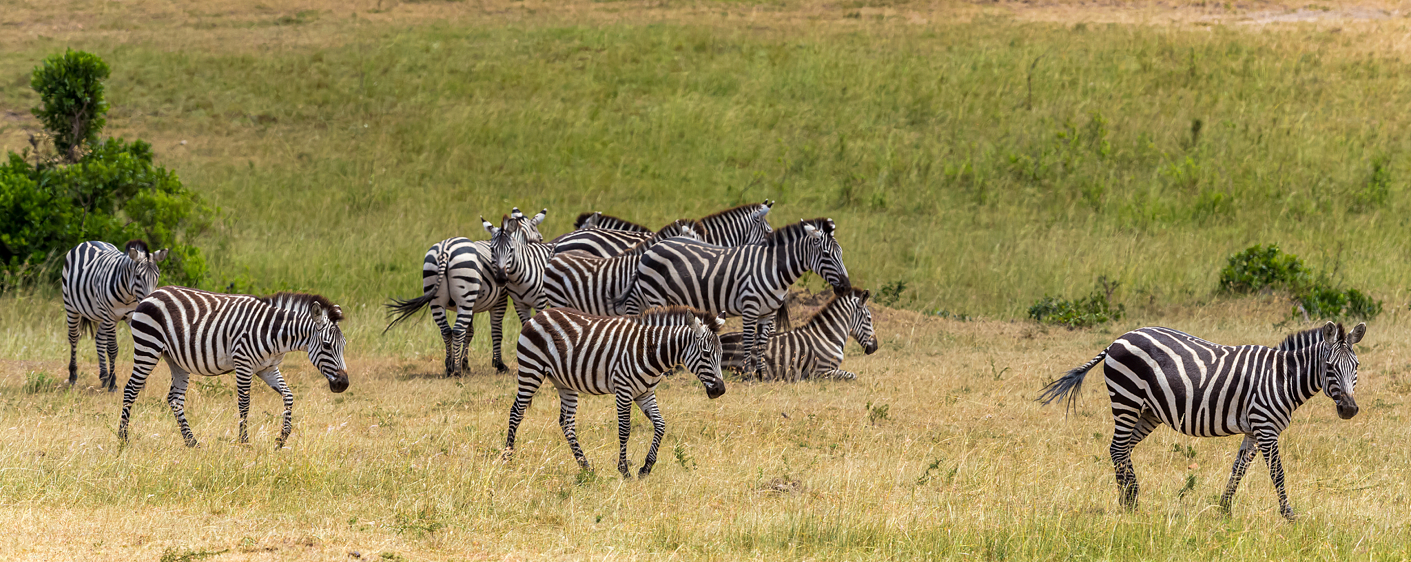 plains zebra herd at wild