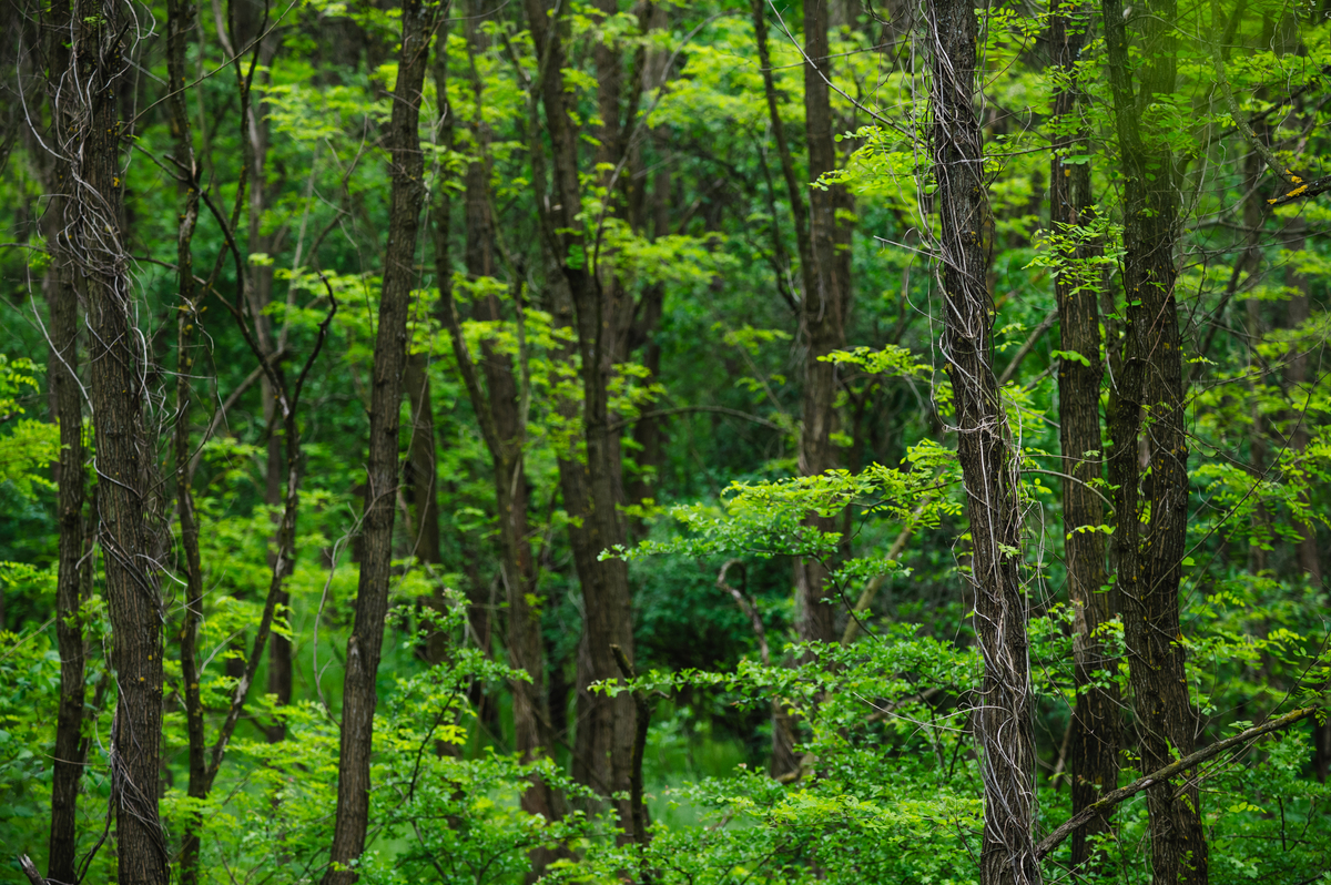 森林的定义：树木组成的广阔地区