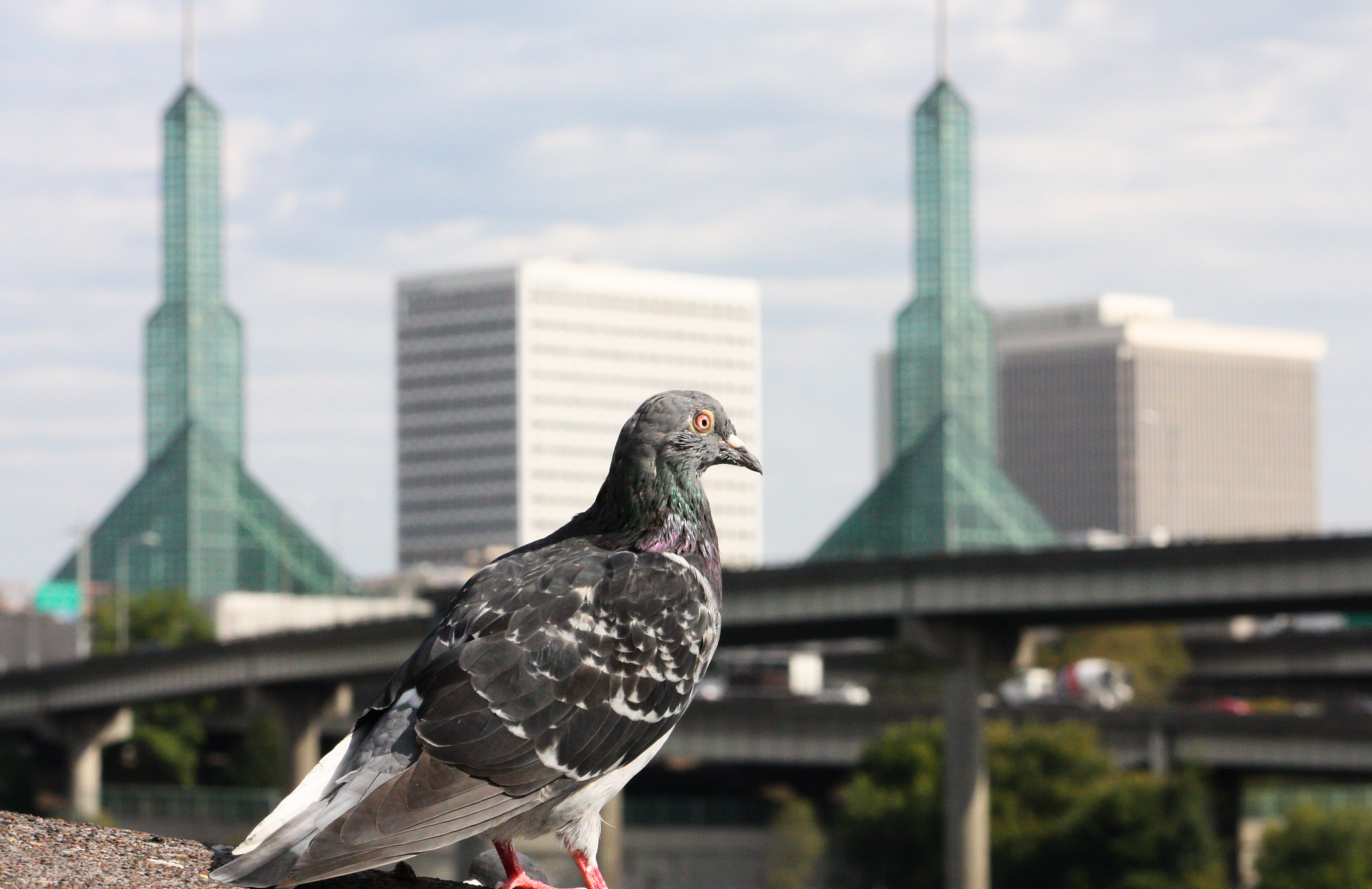在美国，影响费是在颁发建筑许可证时收取还是在颁发建筑许可证之前收取？