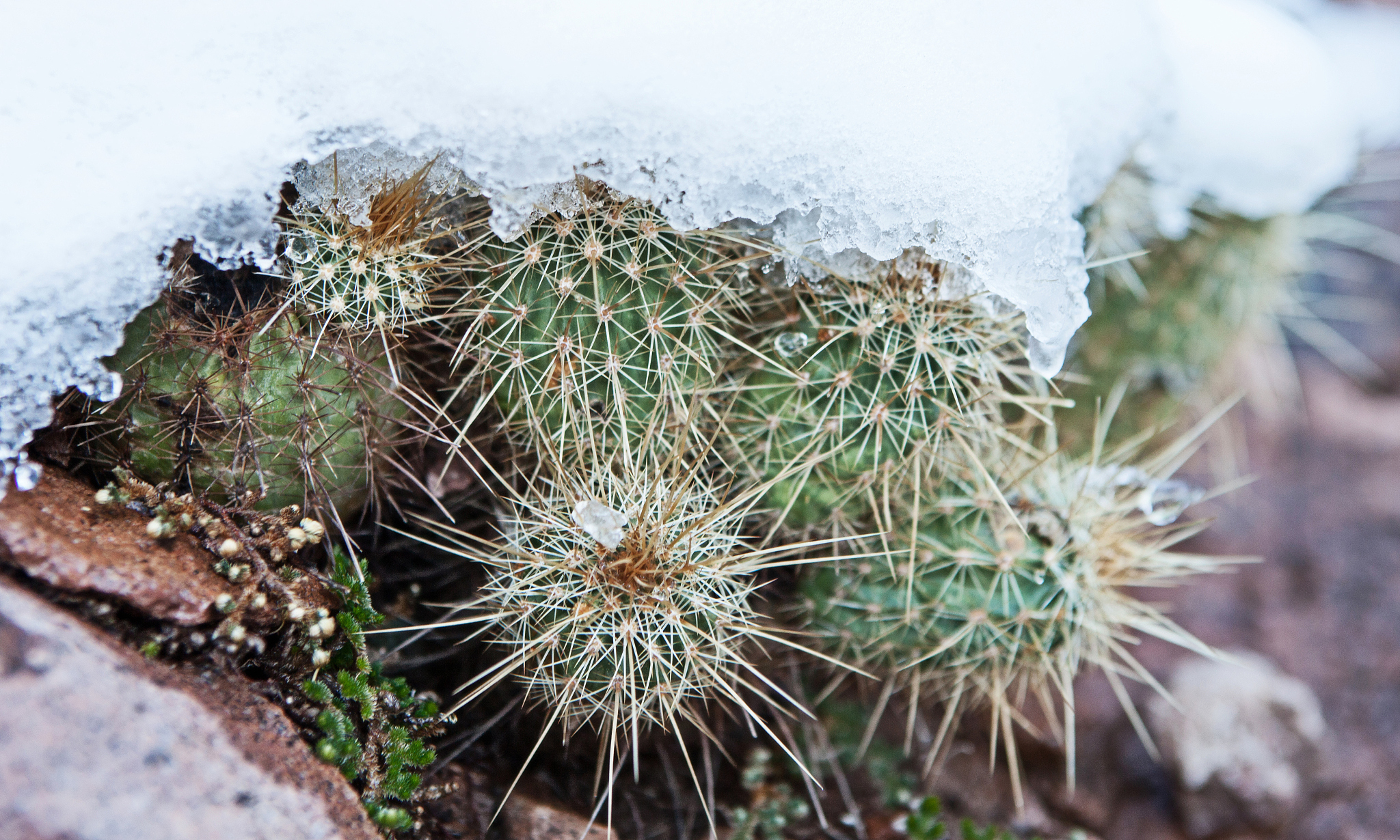 snowy cactus - rare arizona storm