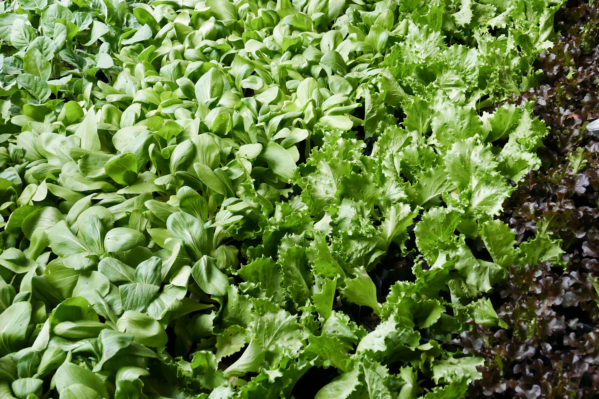 生肖羊广东蔬菜主产区茂名市每年冬种蔬菜播种面积达70多万亩其中70北运。帮我用200字详细描述