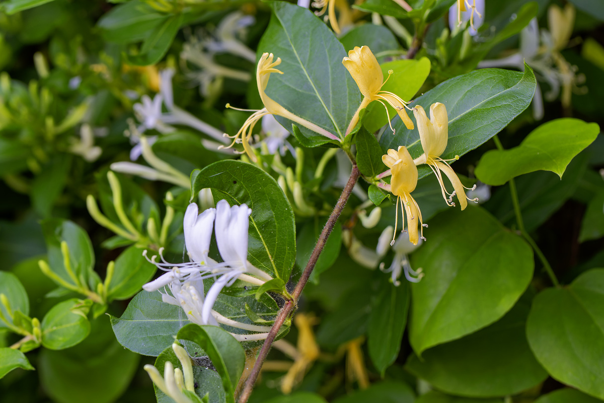 金银花：开花的好还是没开花的好？